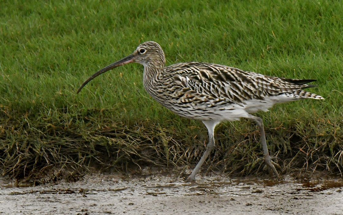 A Curlew by Graham Harrison A Curlew bird