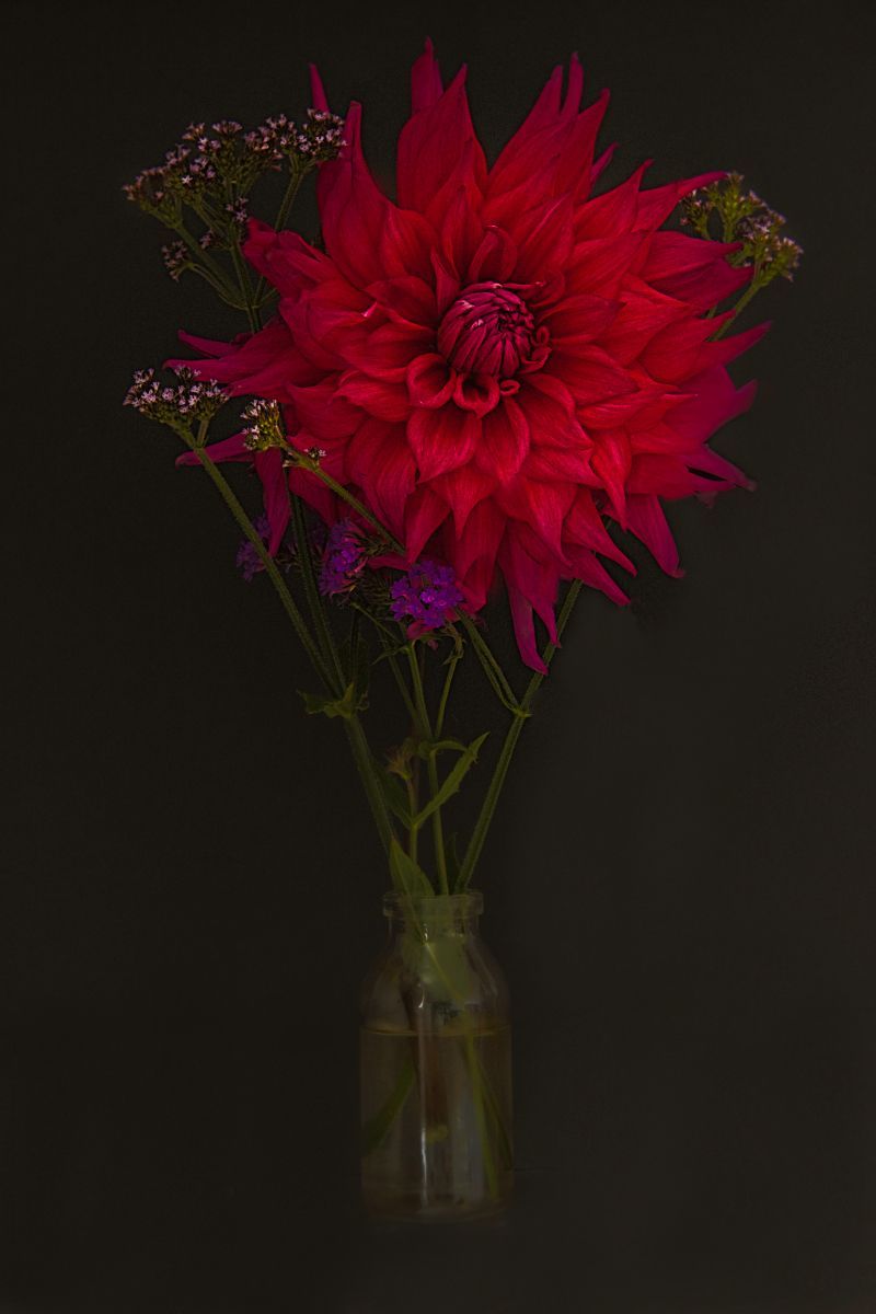 a dahlia