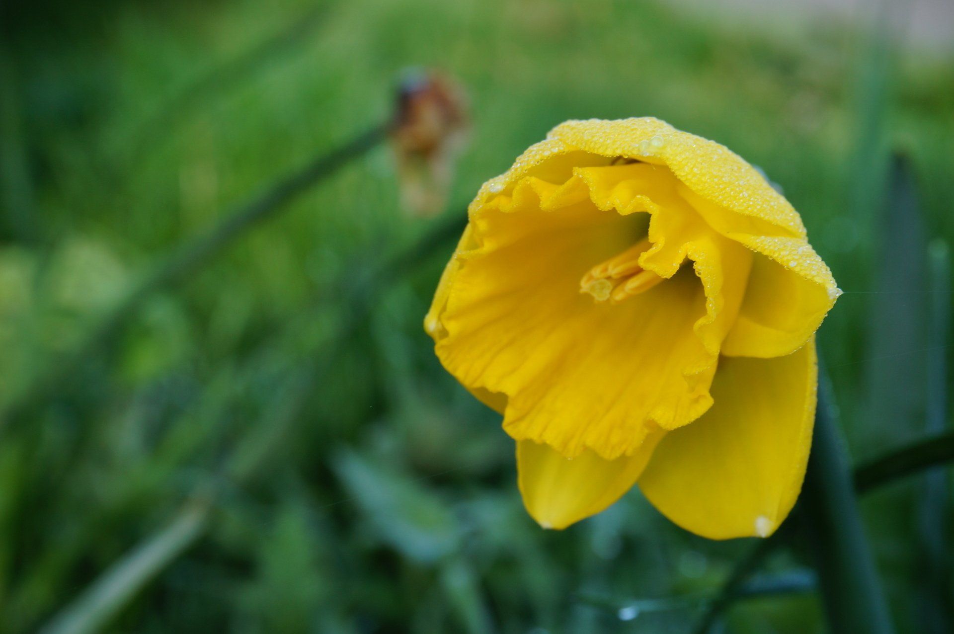 a daffodil covered in dew