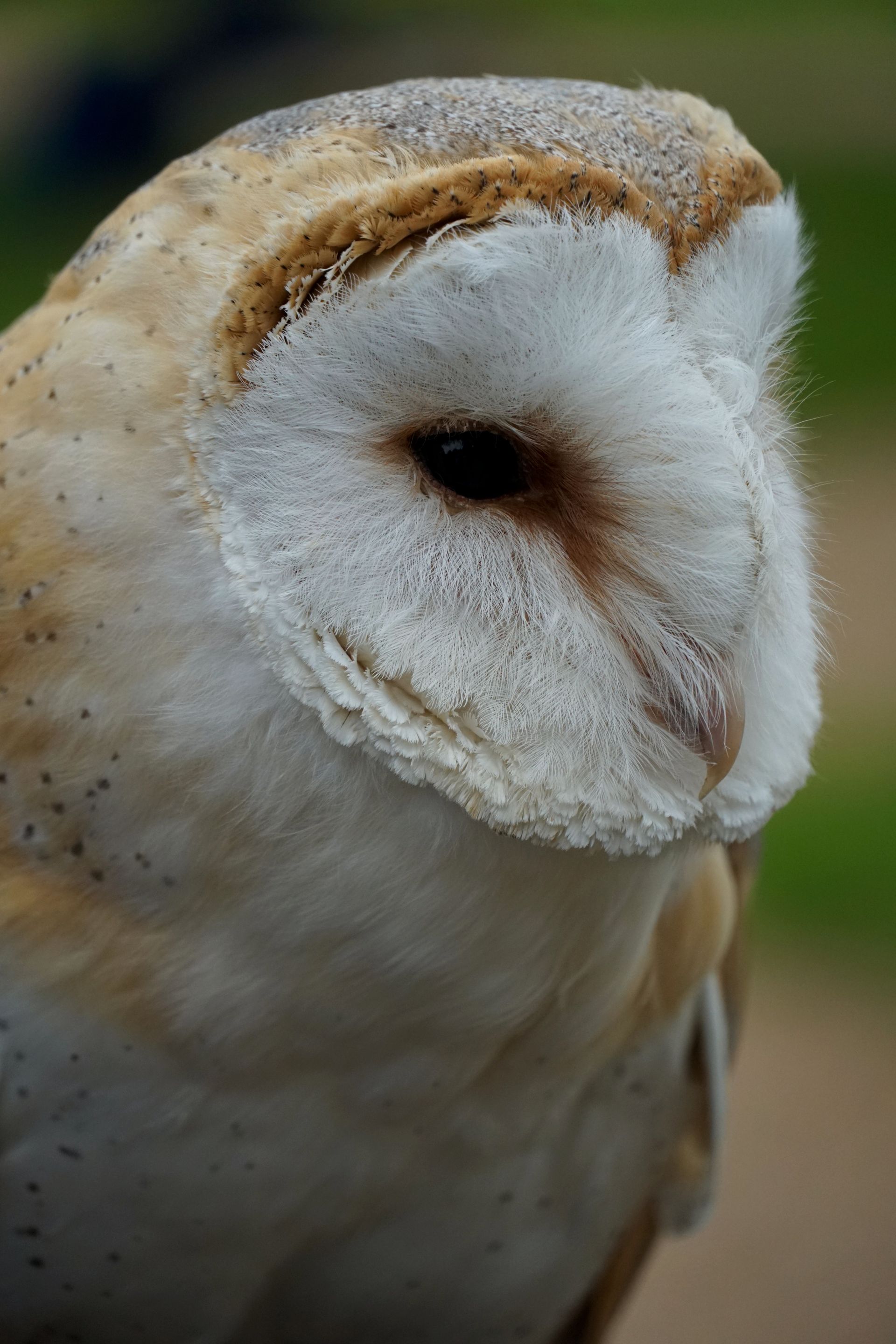 birds of prey at Thoresby Hall