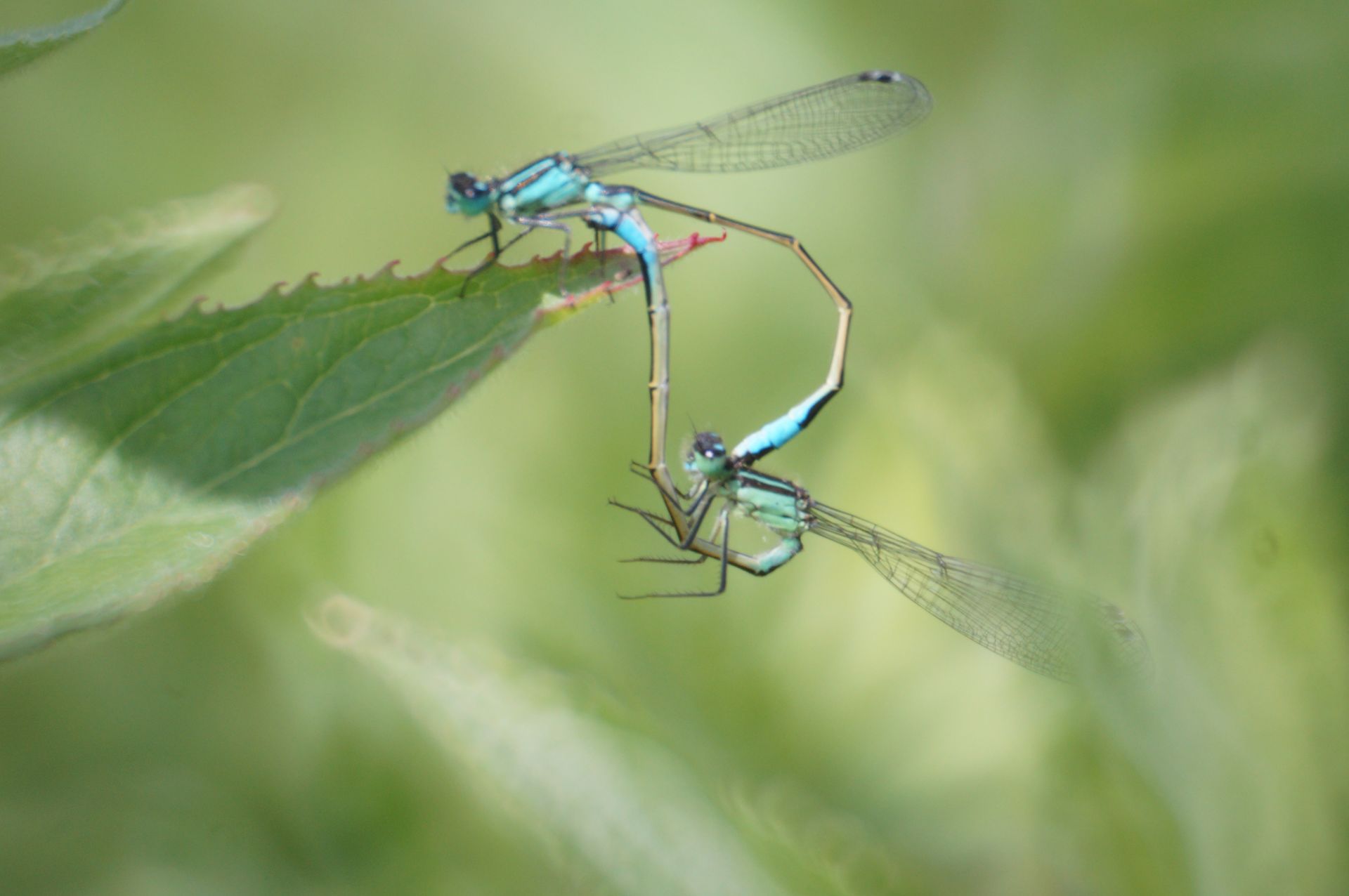a pair of mating damselflies on a leaf