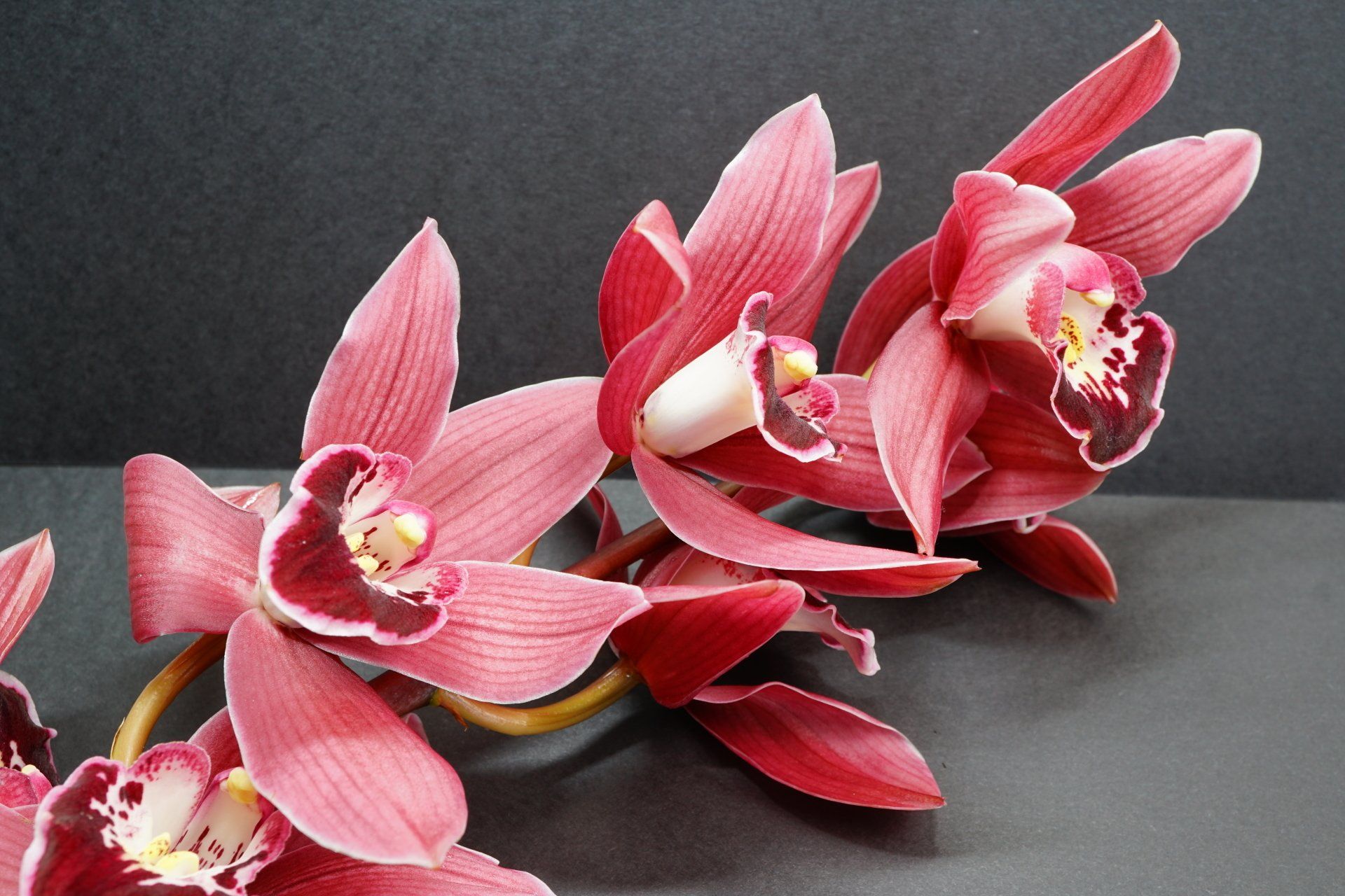 cerise orchids on a stem