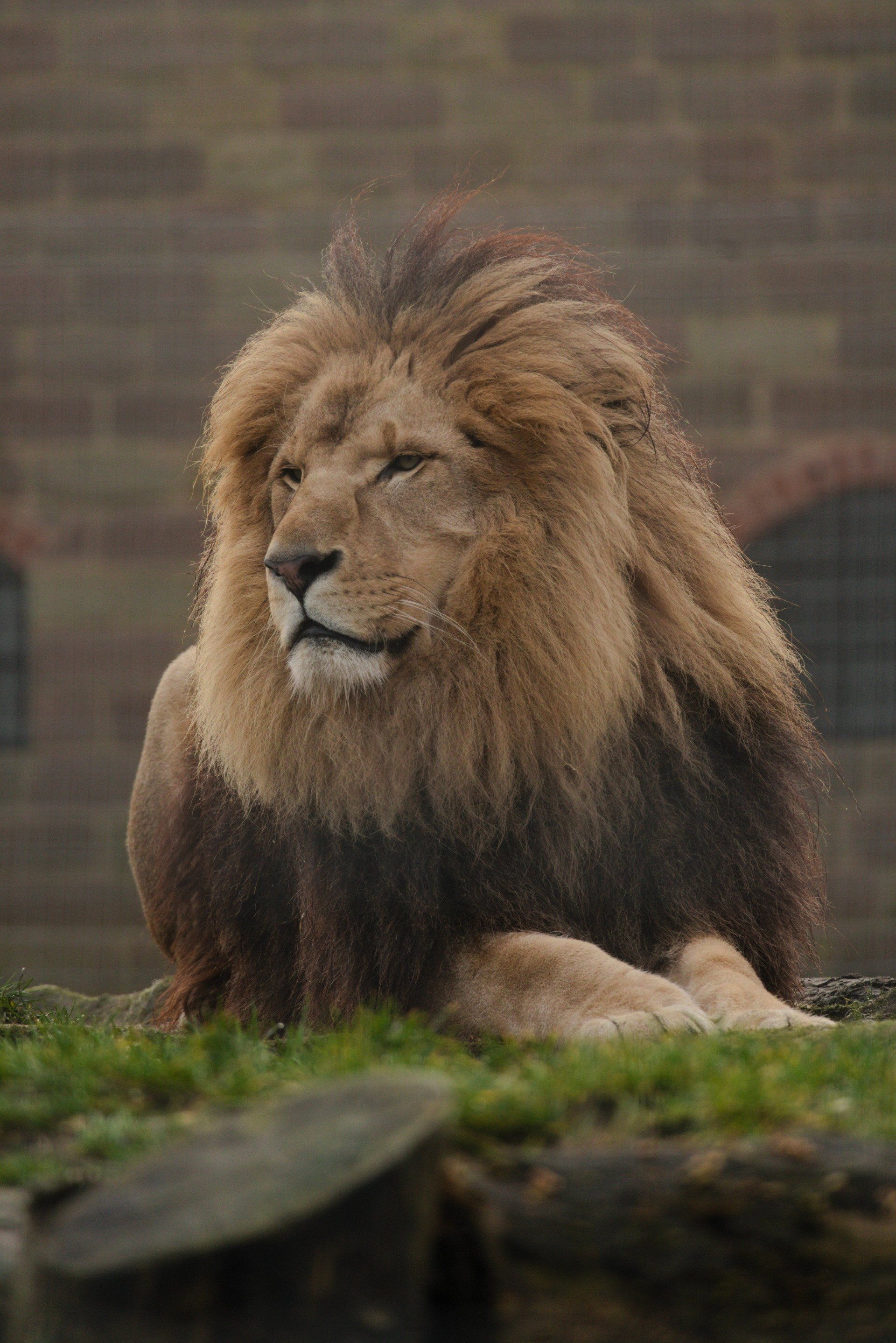 lion