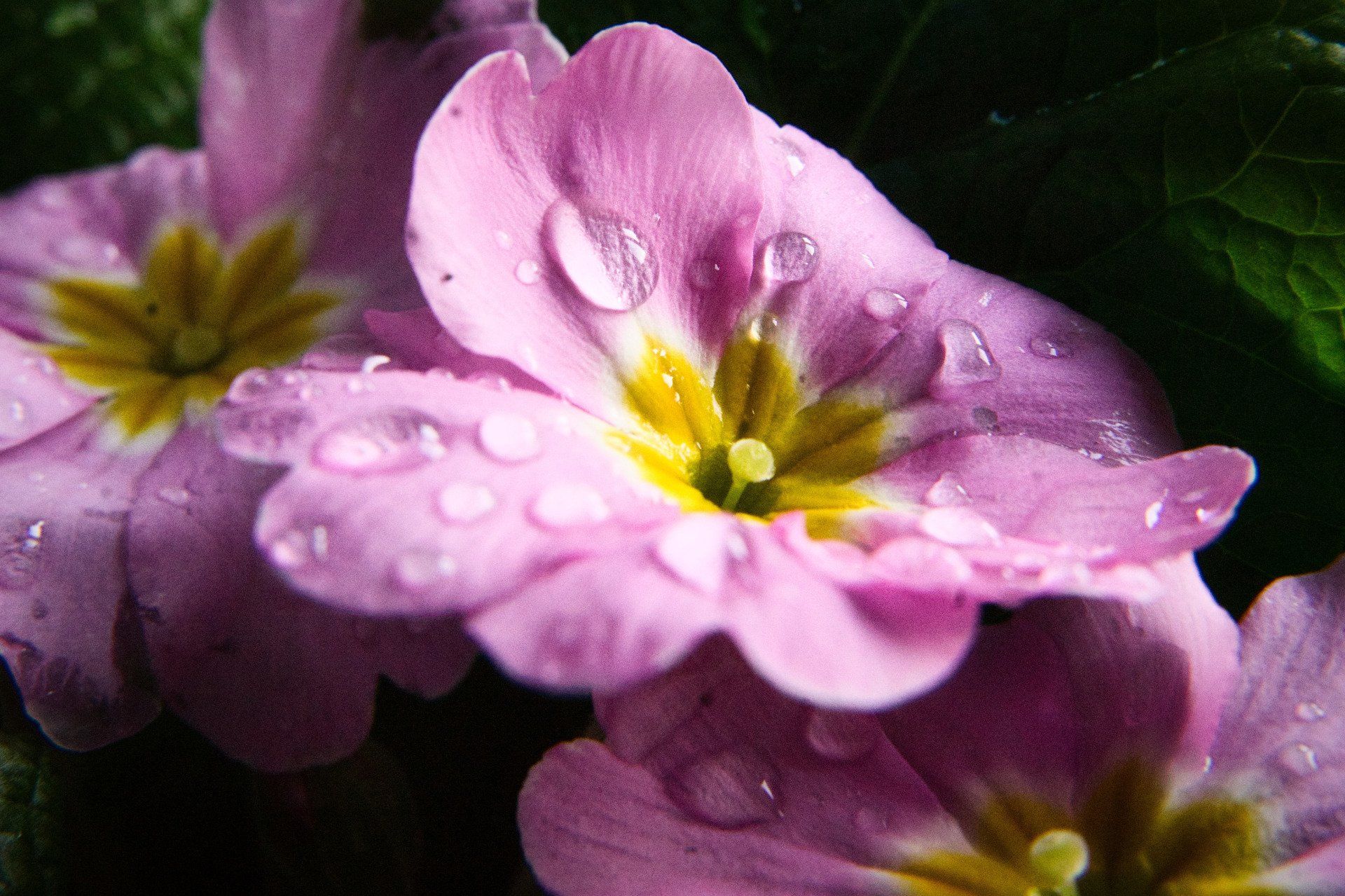 pink primrose pink primrose