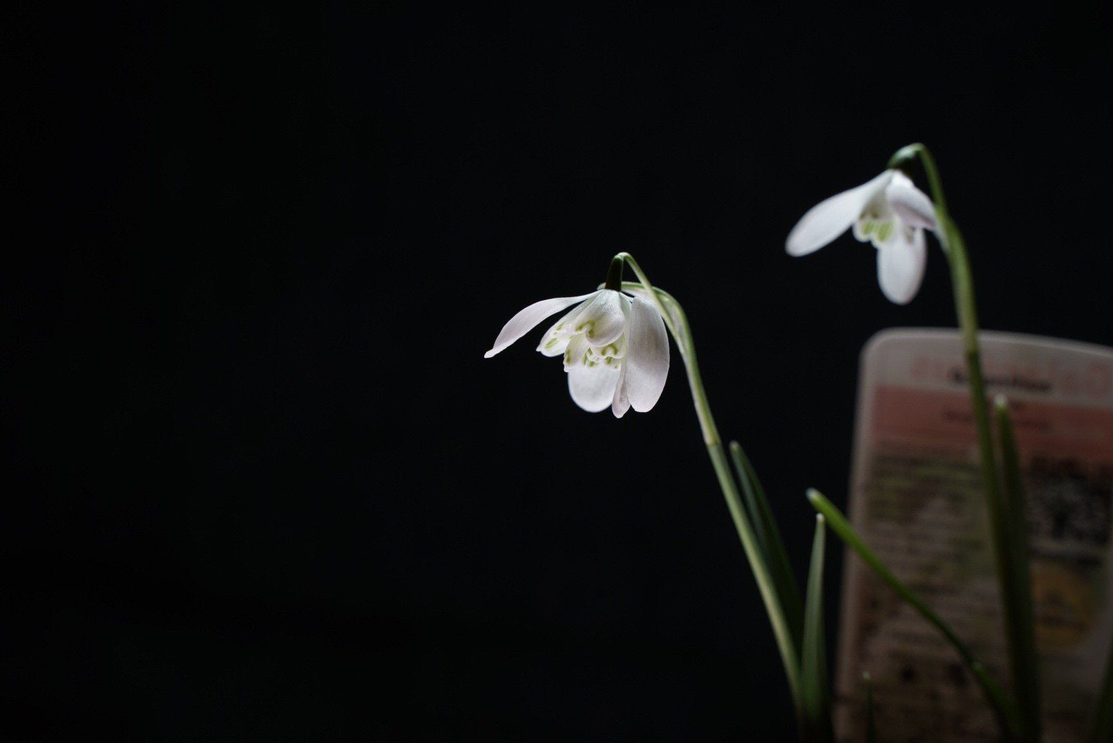photo of snowdrops