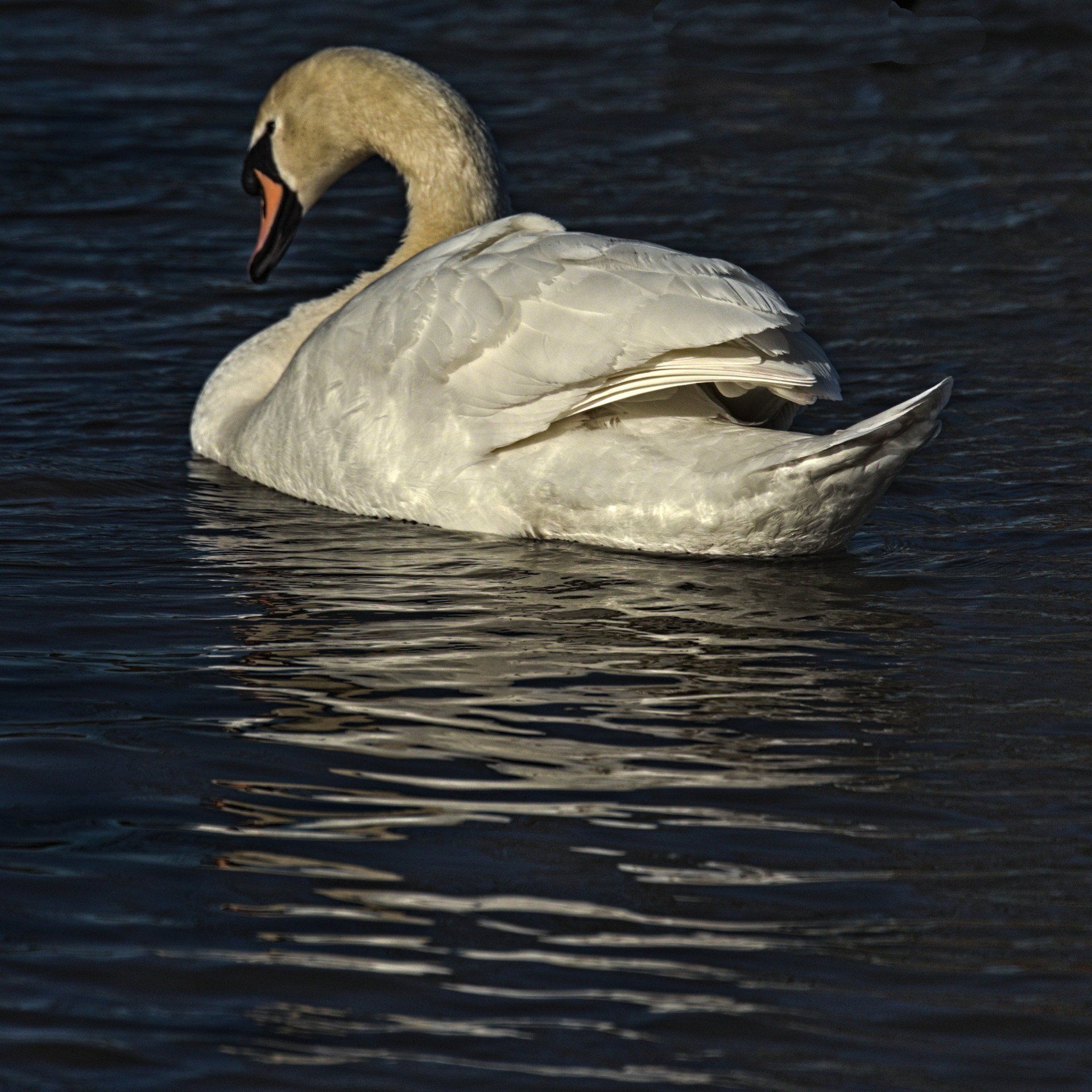 Photo by Derek Smith a swan on the water