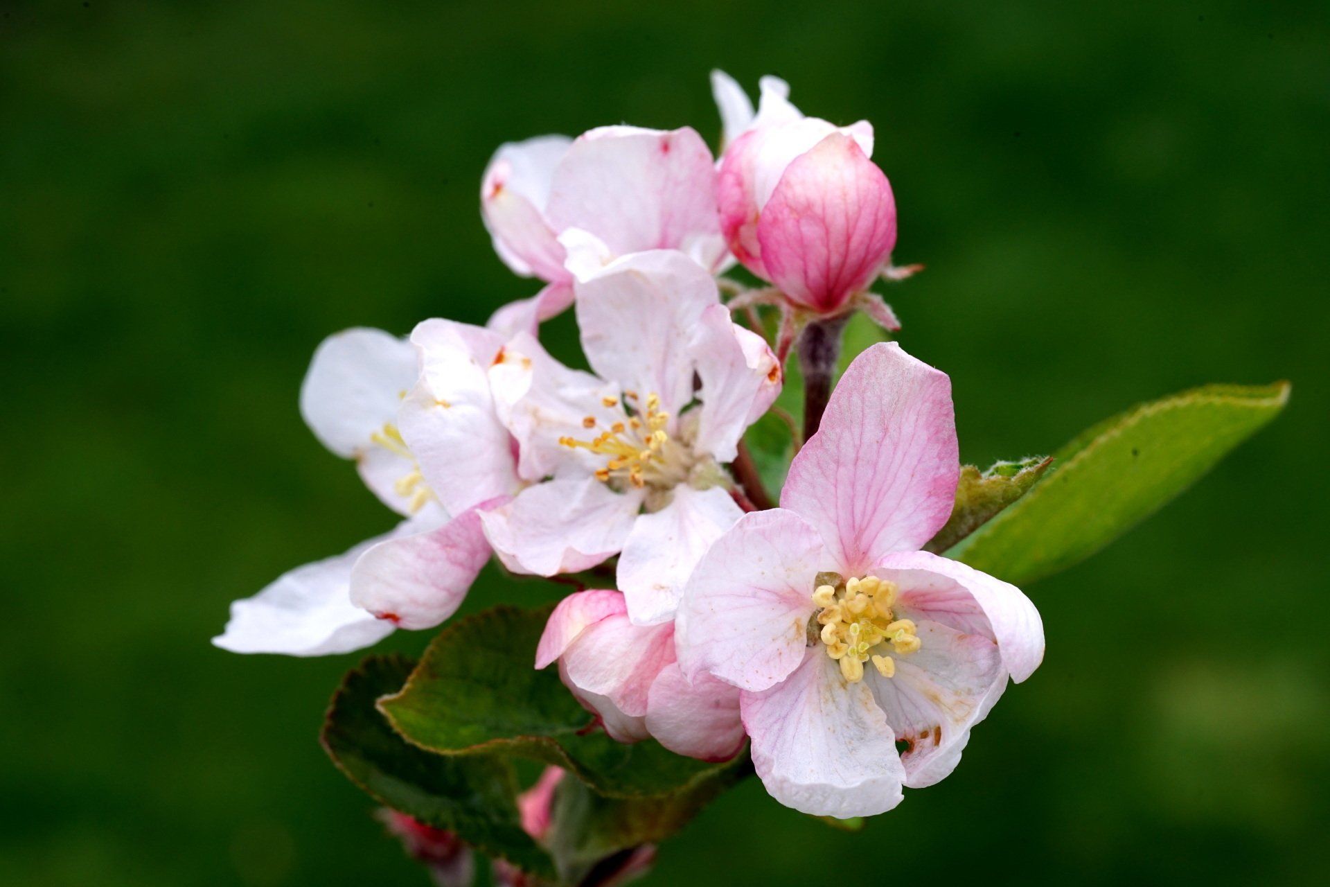 apple blossom