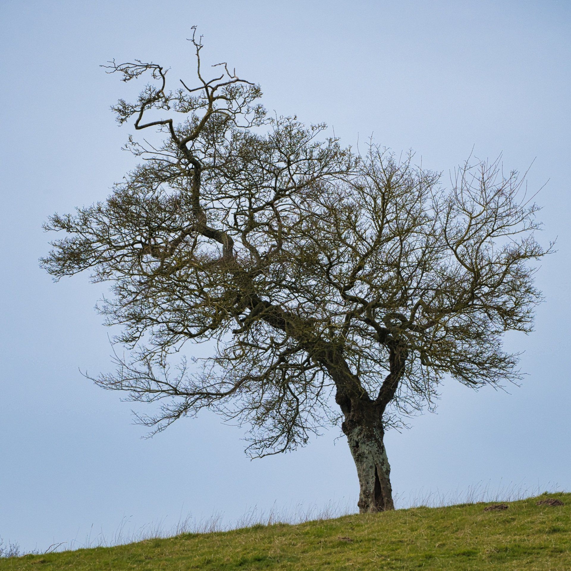 a lone tree on the hill above south elkington