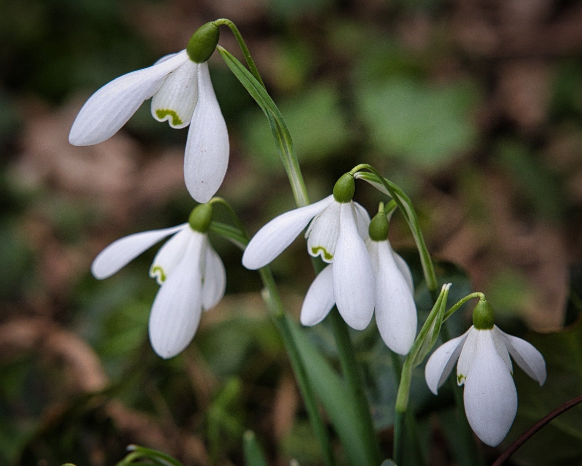 Snowdrops by Derek Smith snowdrop flowers in a woodland setting