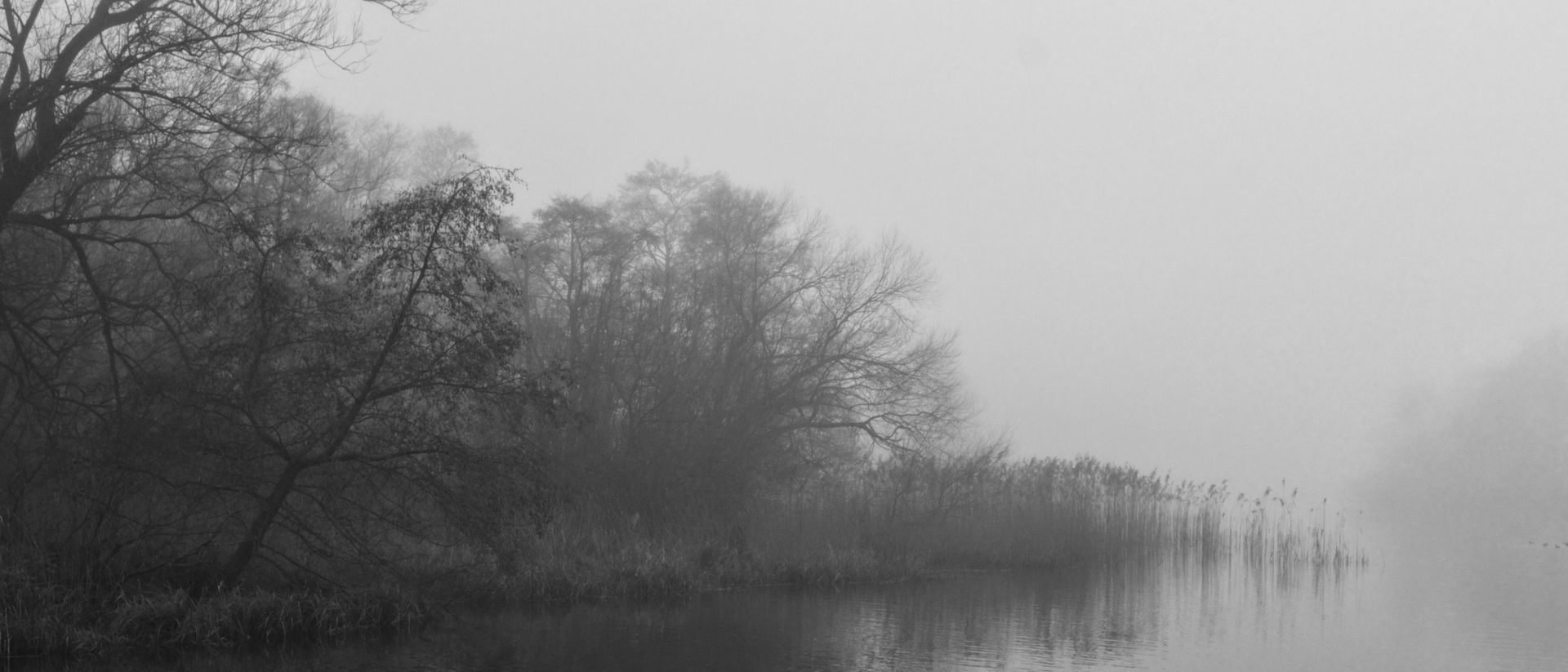 A view of a lake edge in fog