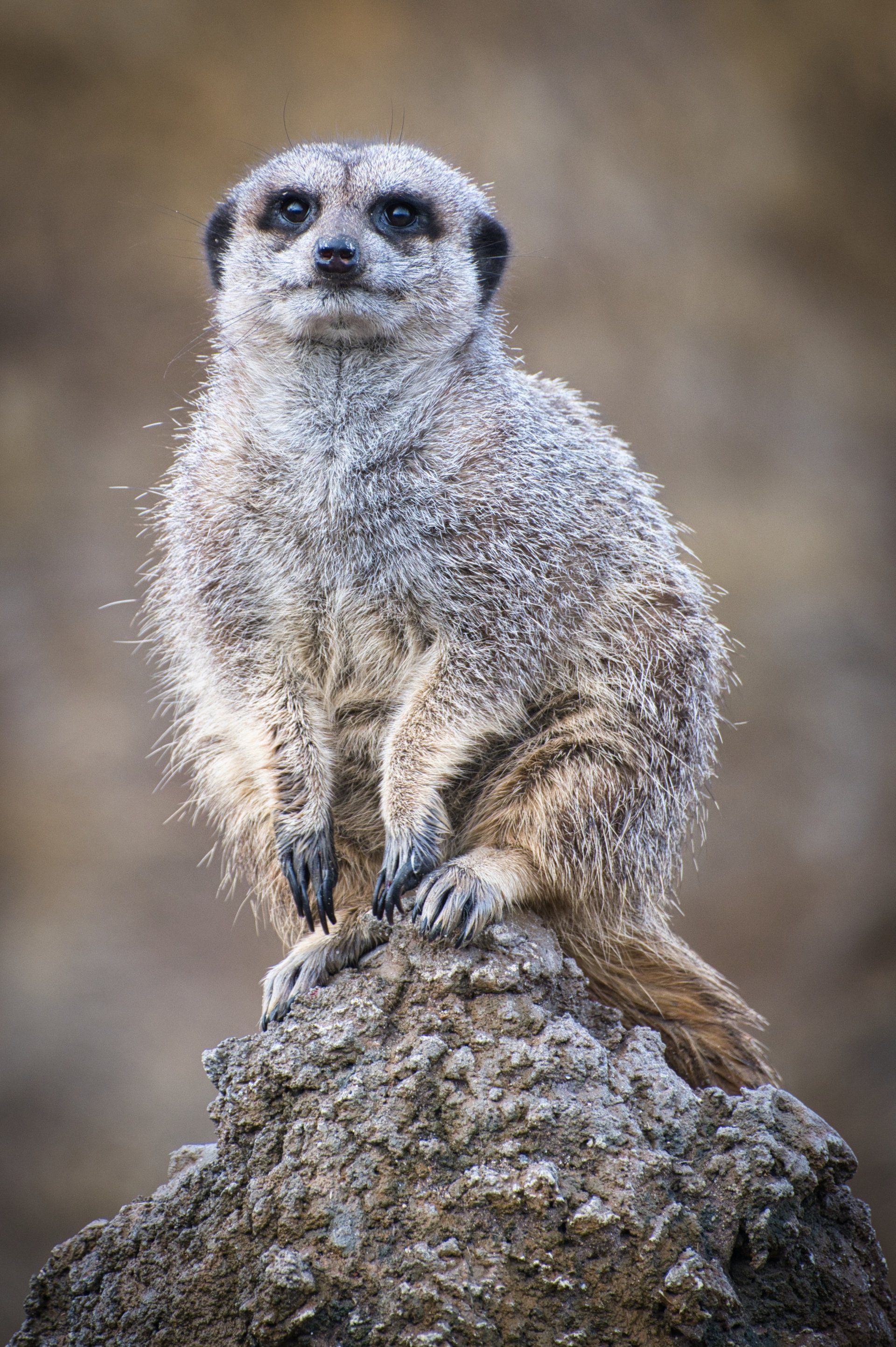 a meerkat on sentry duty