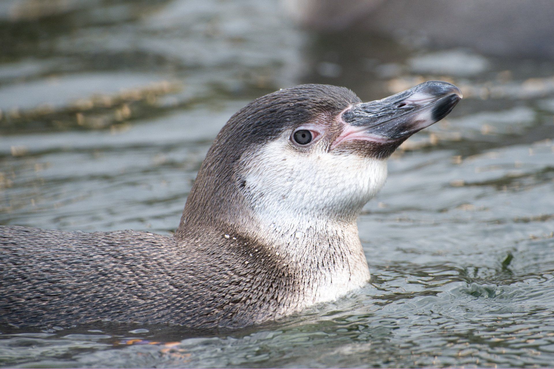 a swimming penguin
