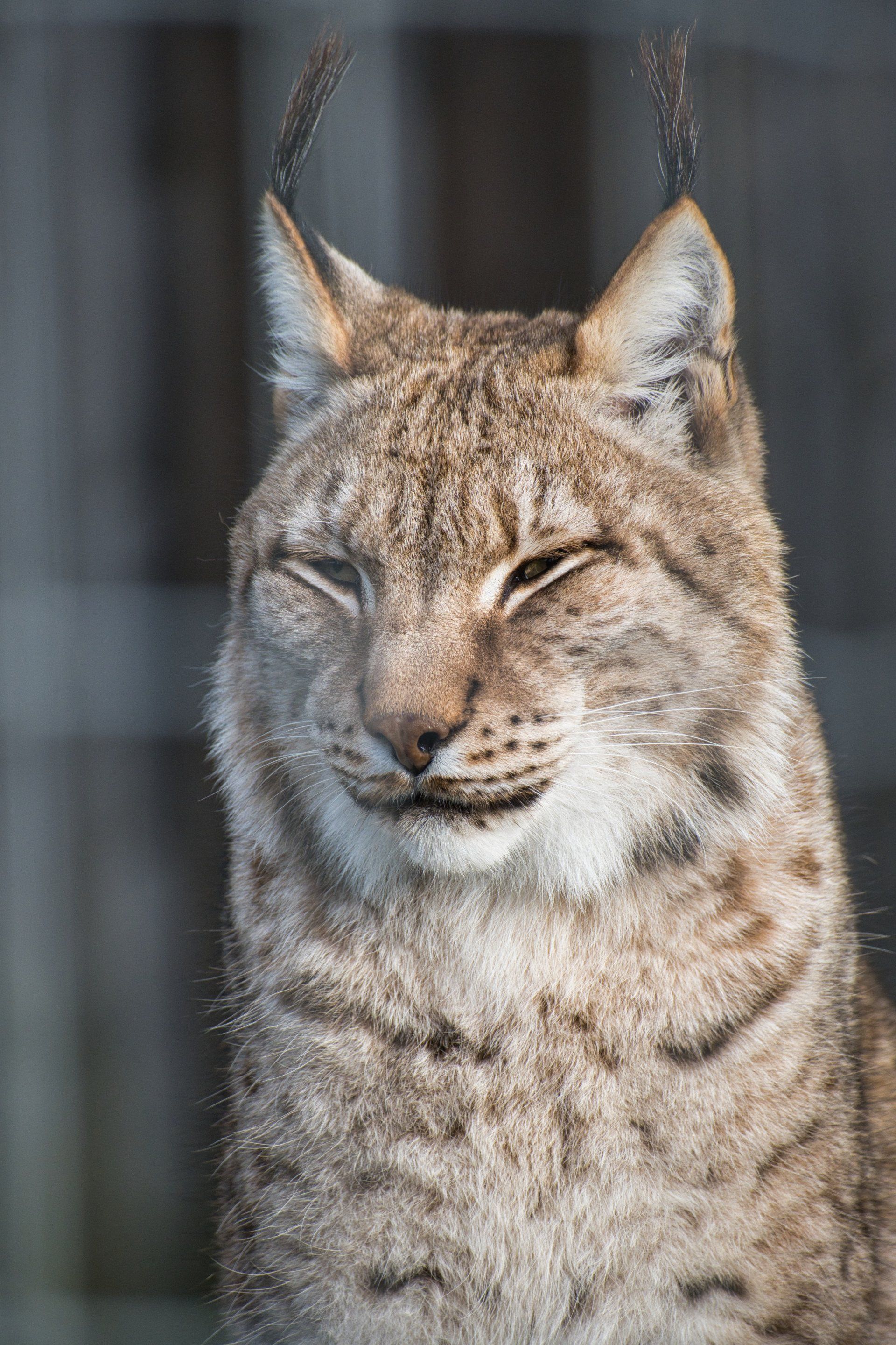a sunbathing siberian lynx