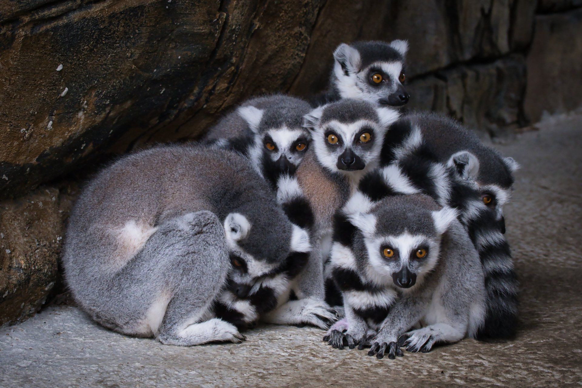 a group of lemurs huddling together
