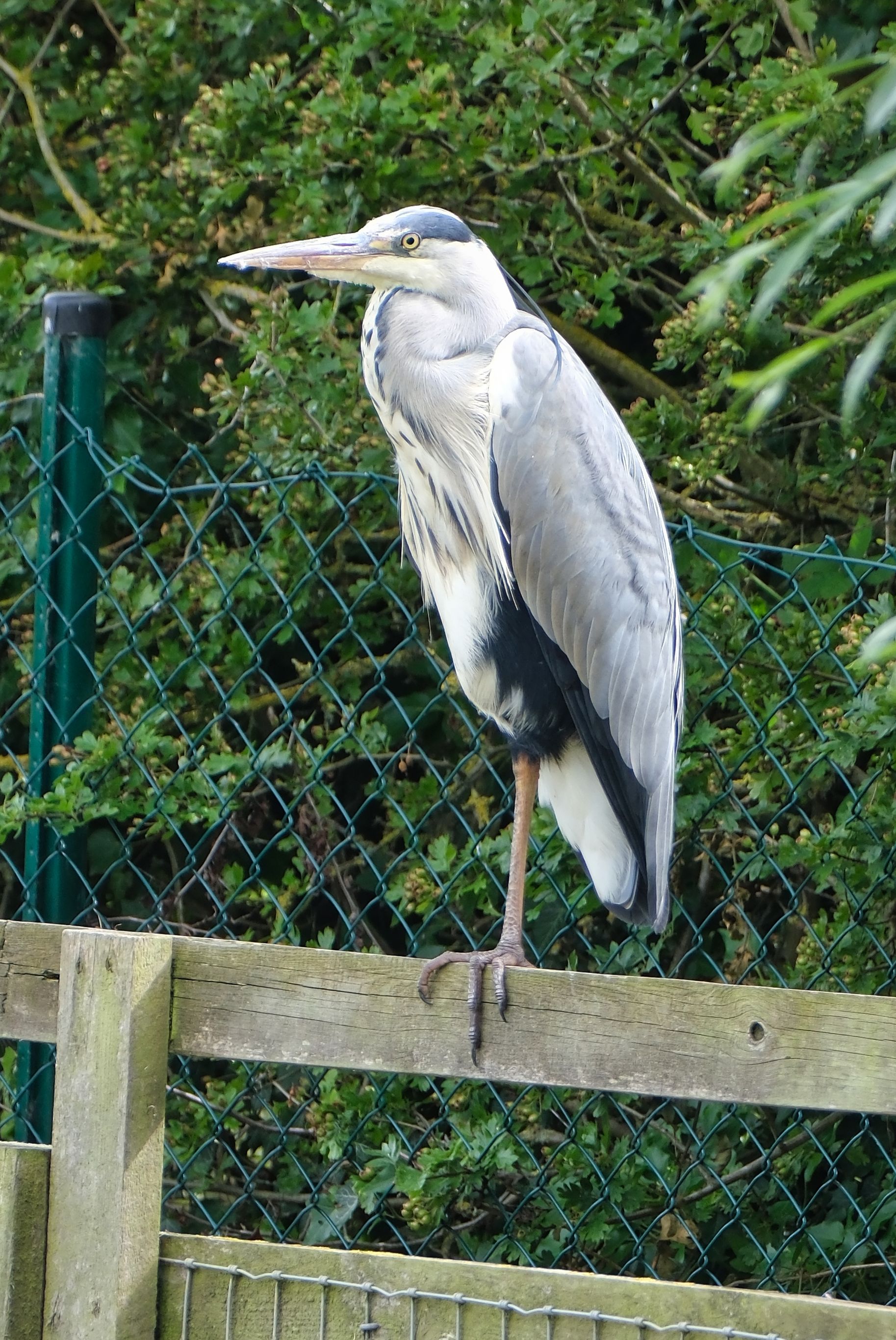 a heron sat on a fence