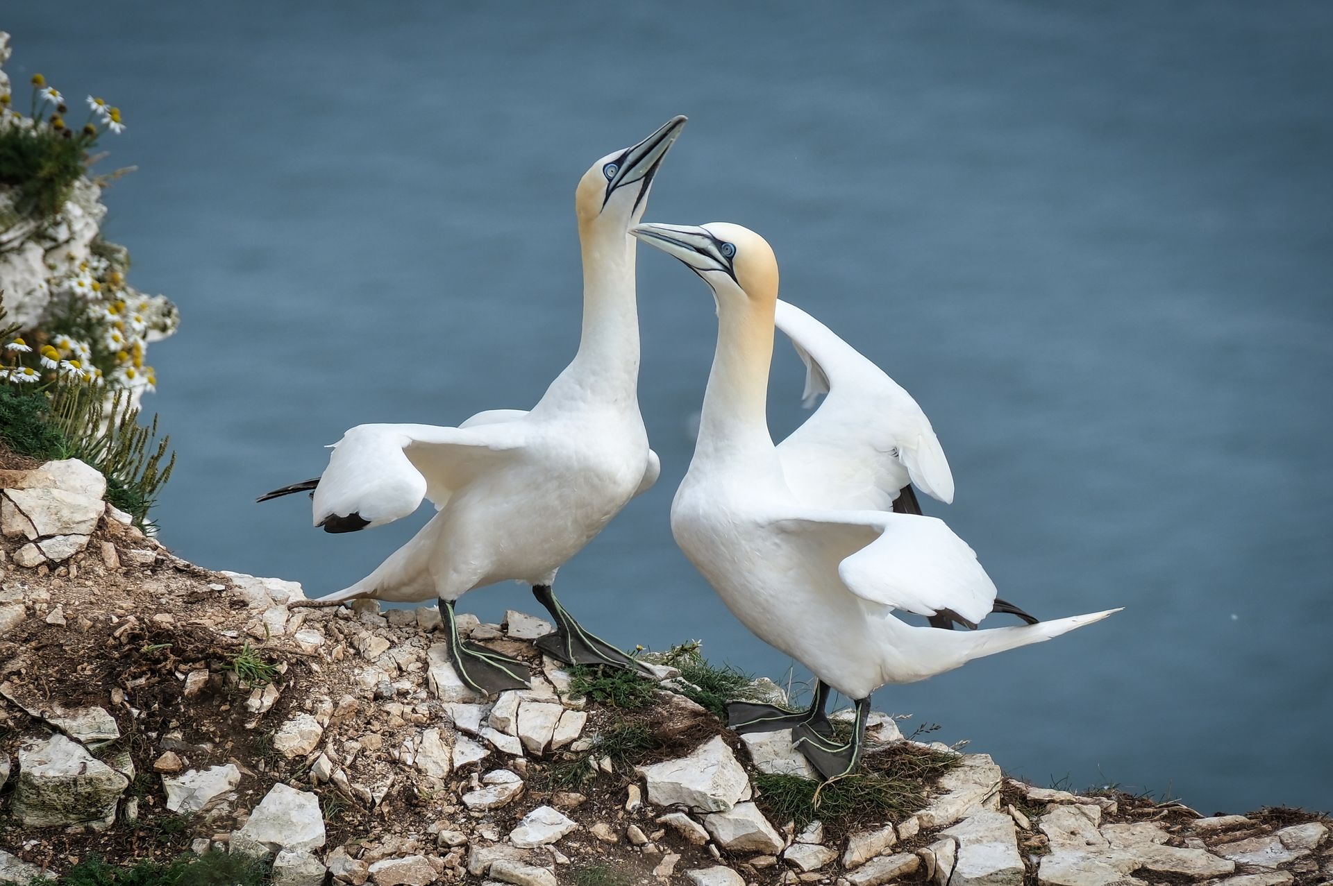 a pair of Gannets at Bempton Cliffs