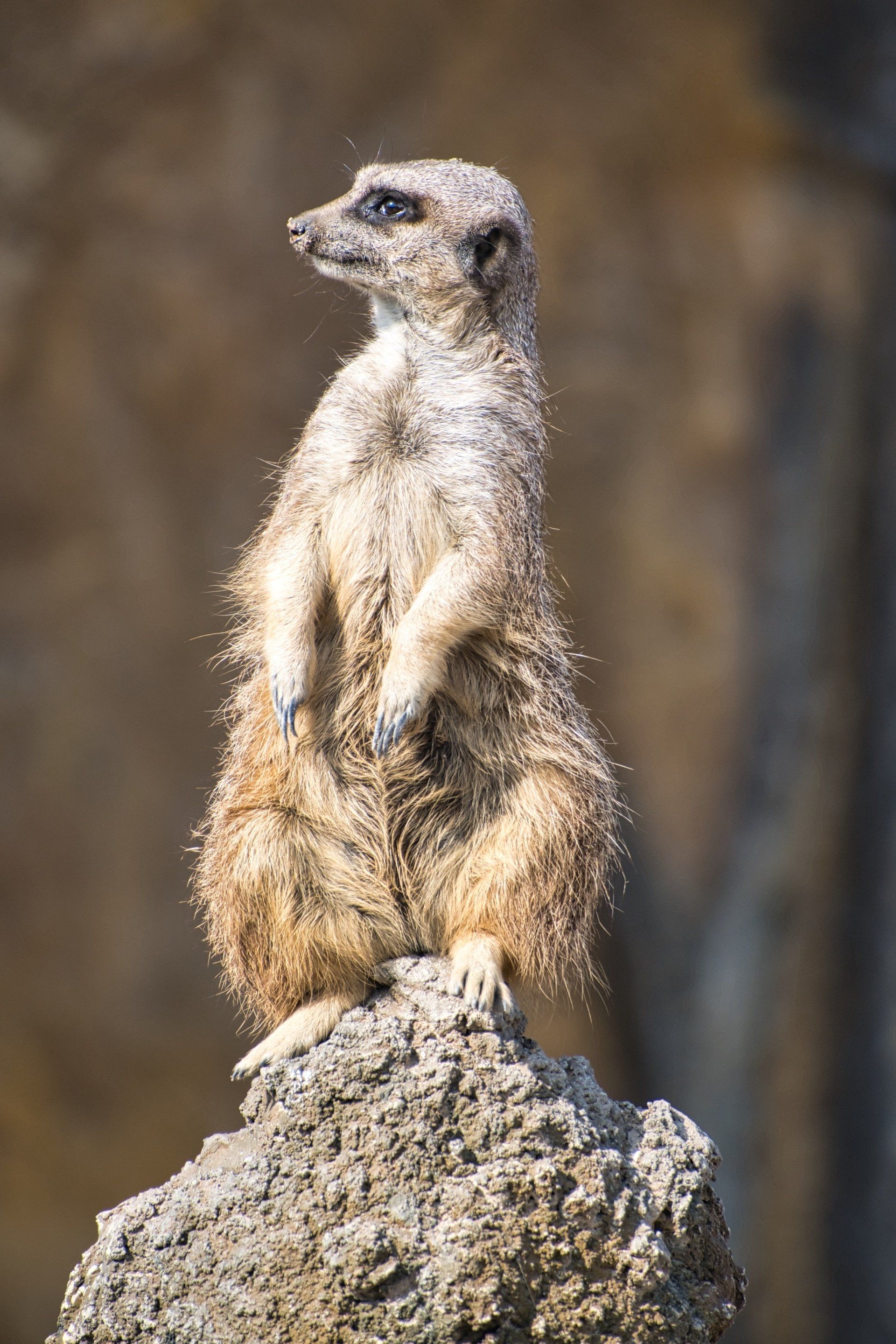 a meerkat sentinal