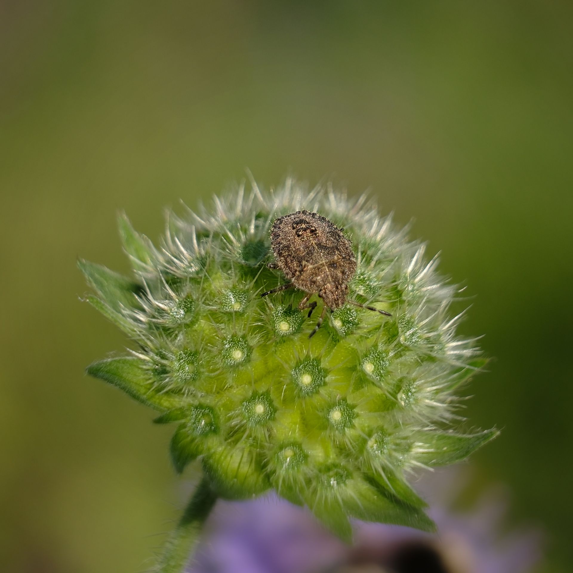 a shield bug on a seed head