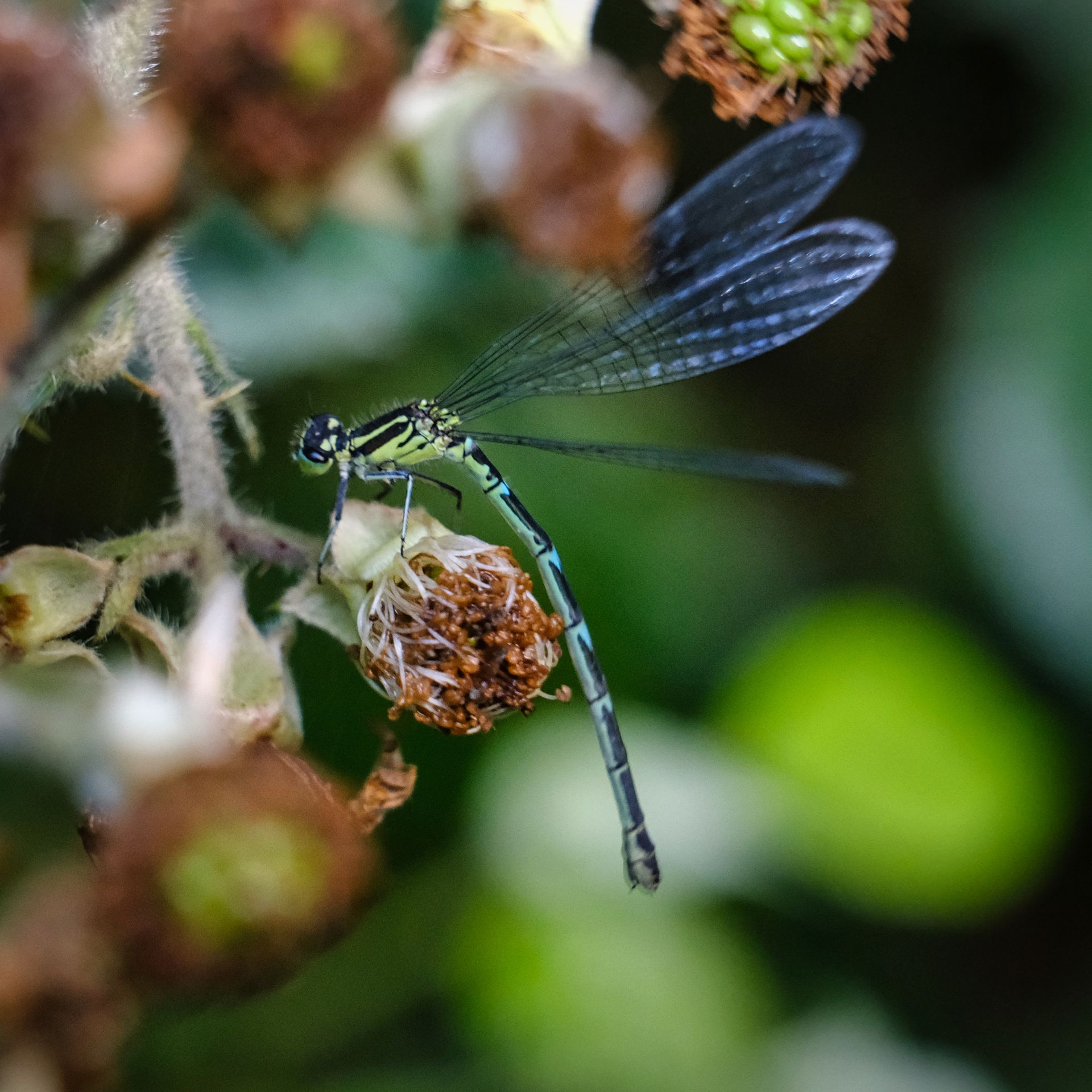 a damselfly on a bush
