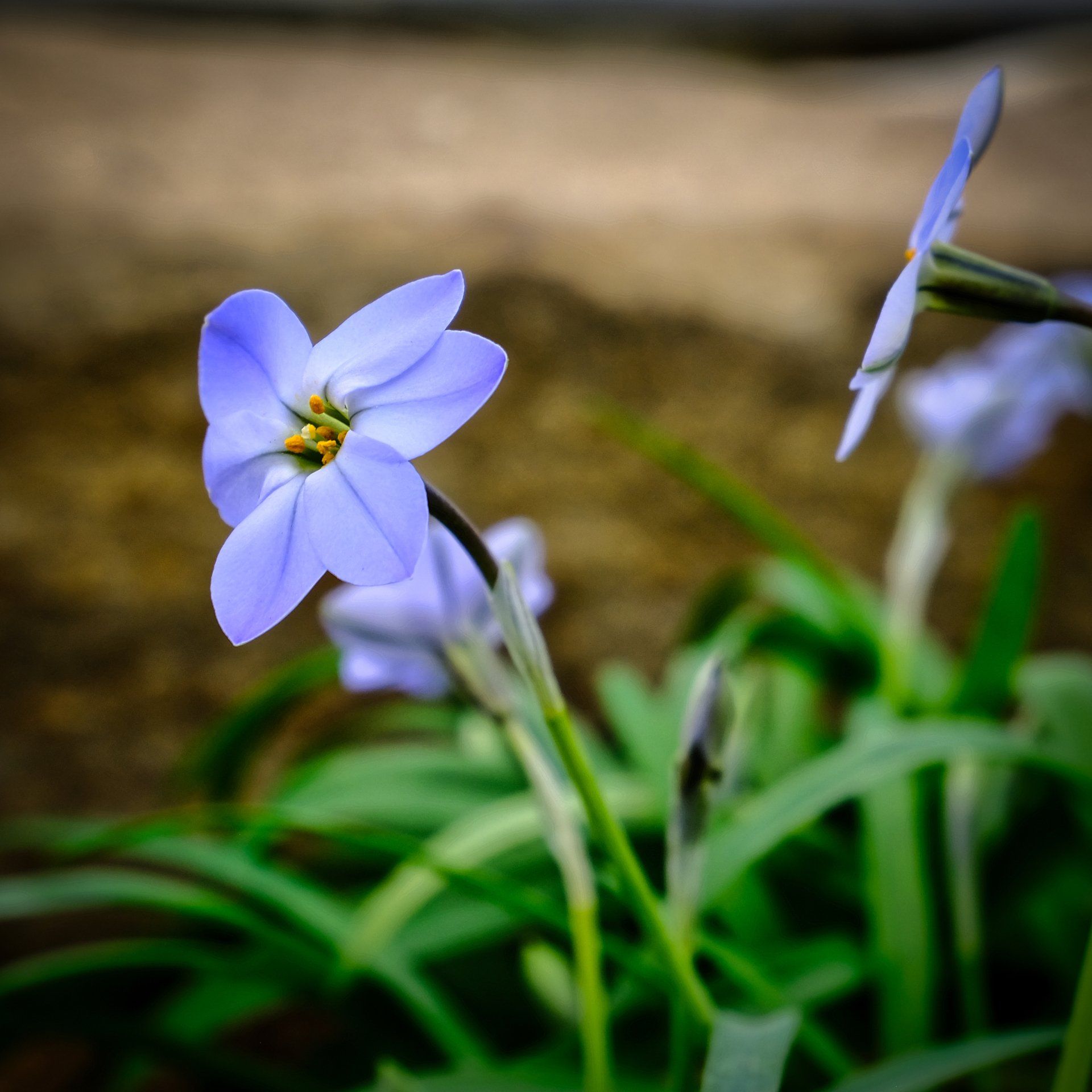 flower at harlow carr gardens