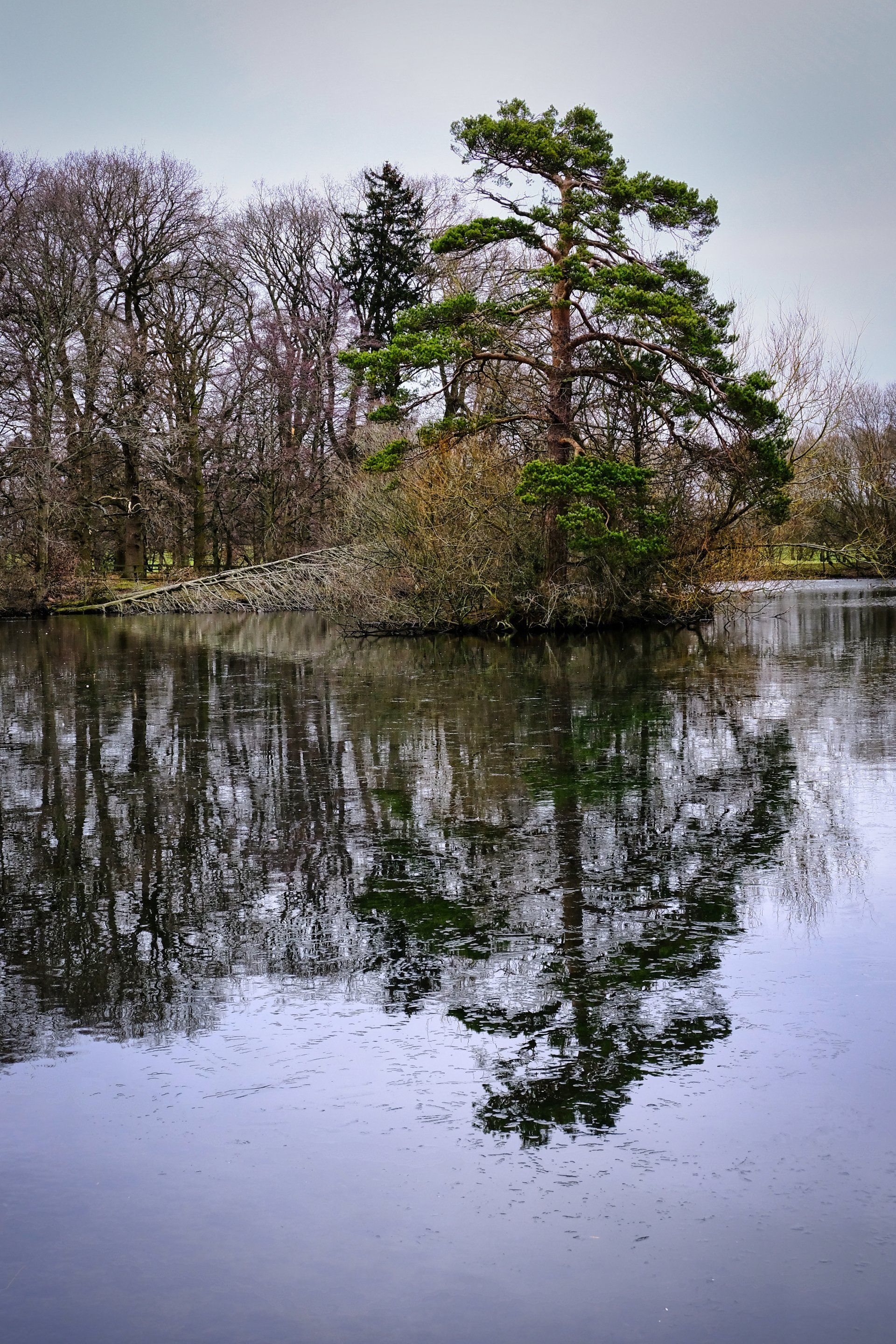 a tree reflected in the lake at nidd hall