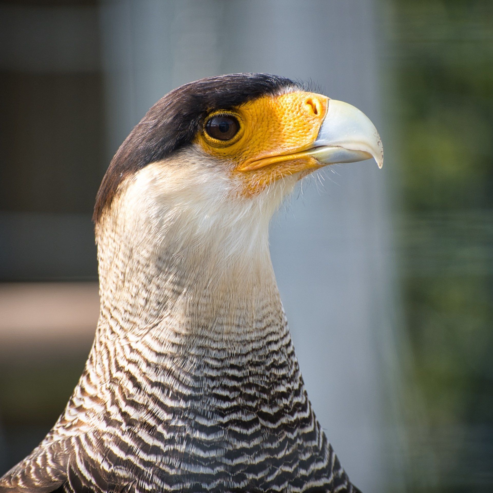 Crested Caracara by Derek Smith an image of a crested caracara