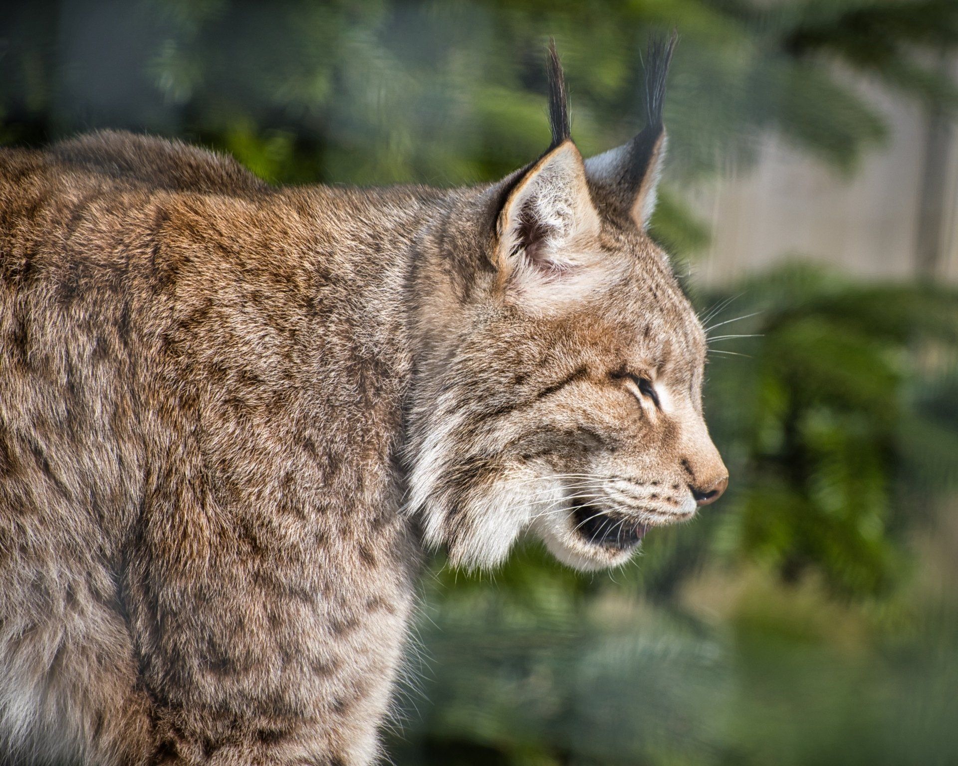 a long eared lynx