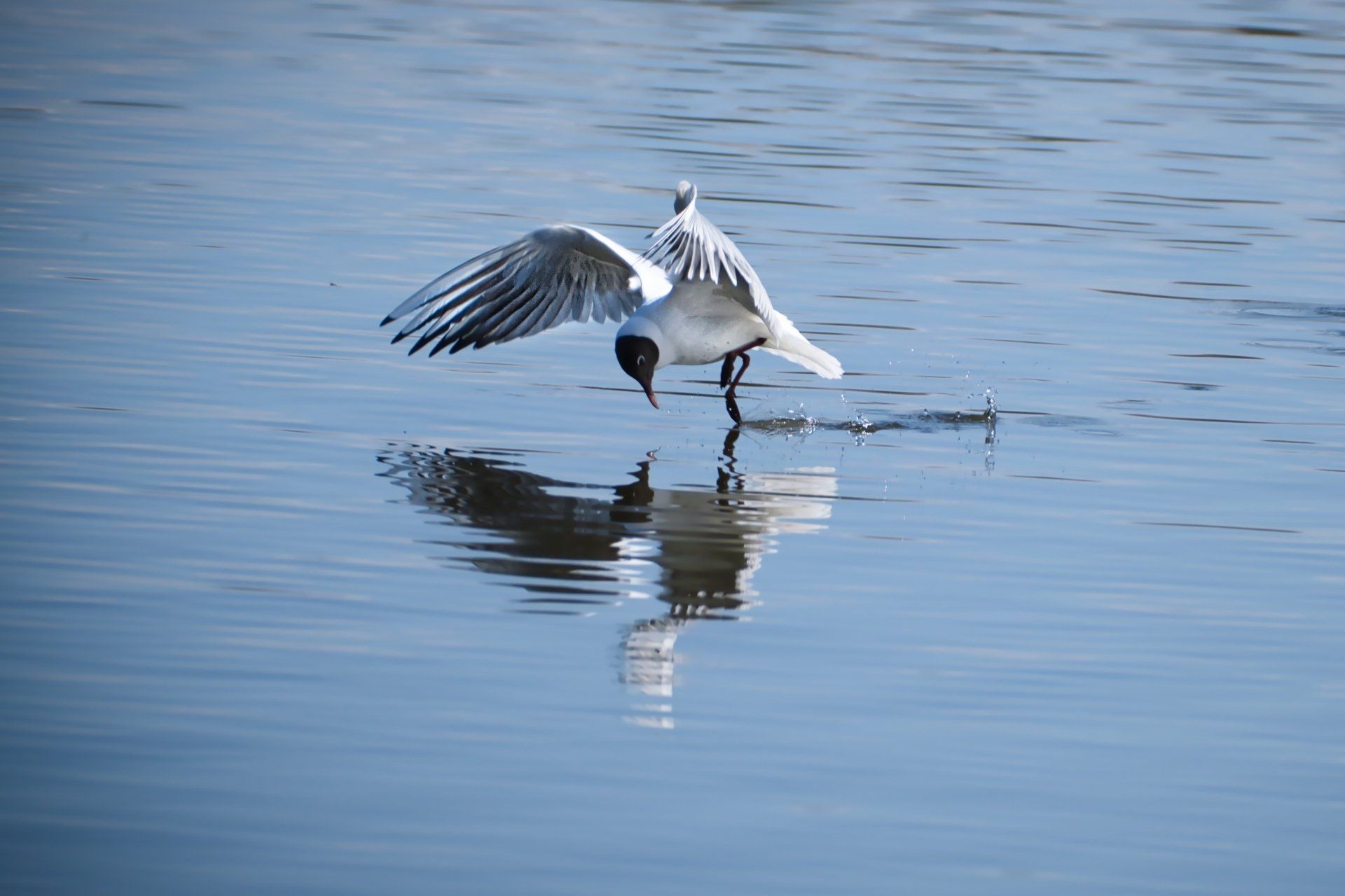 a black headed gull swooping on an insect on a lake