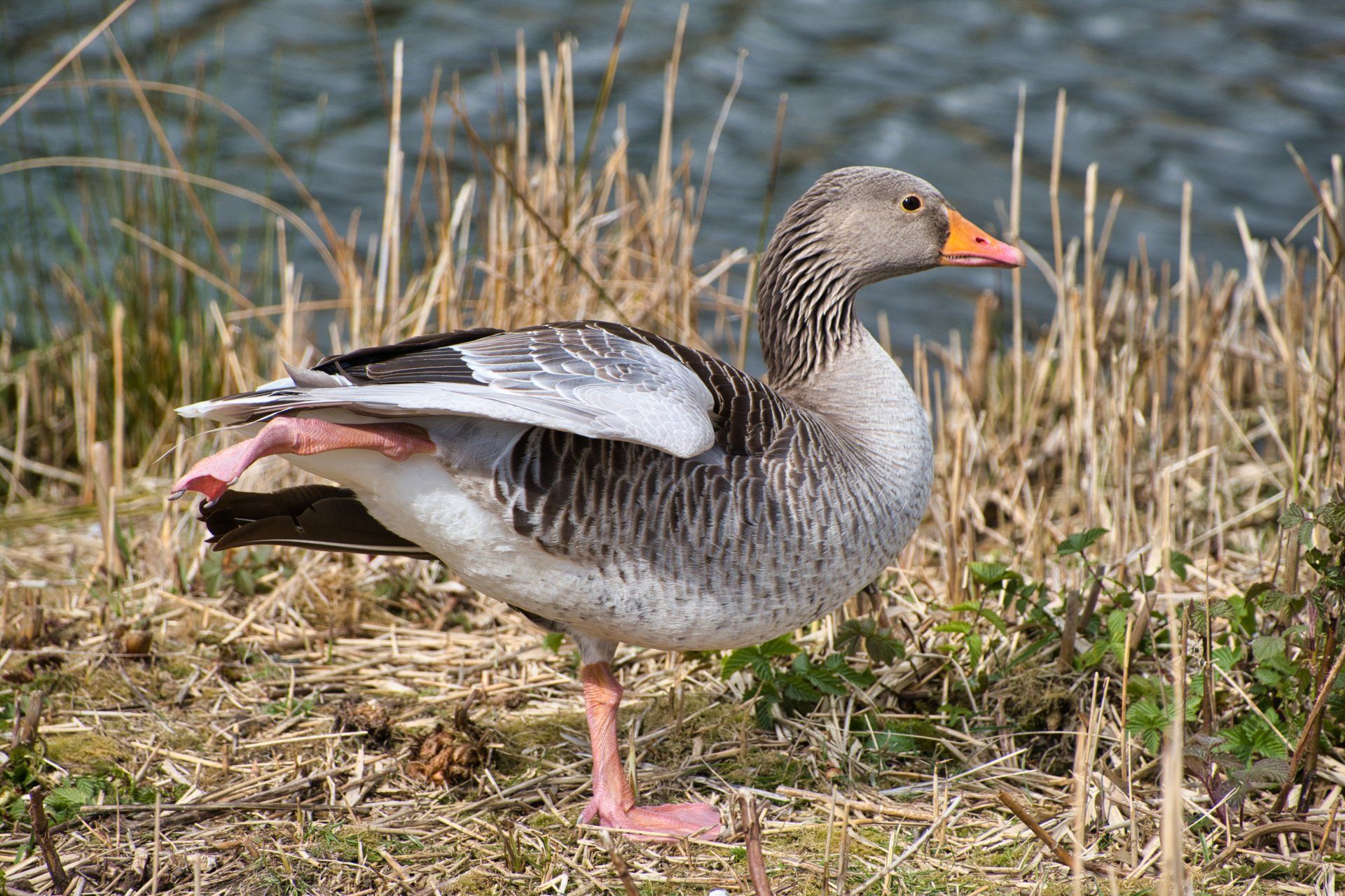 a canada goose