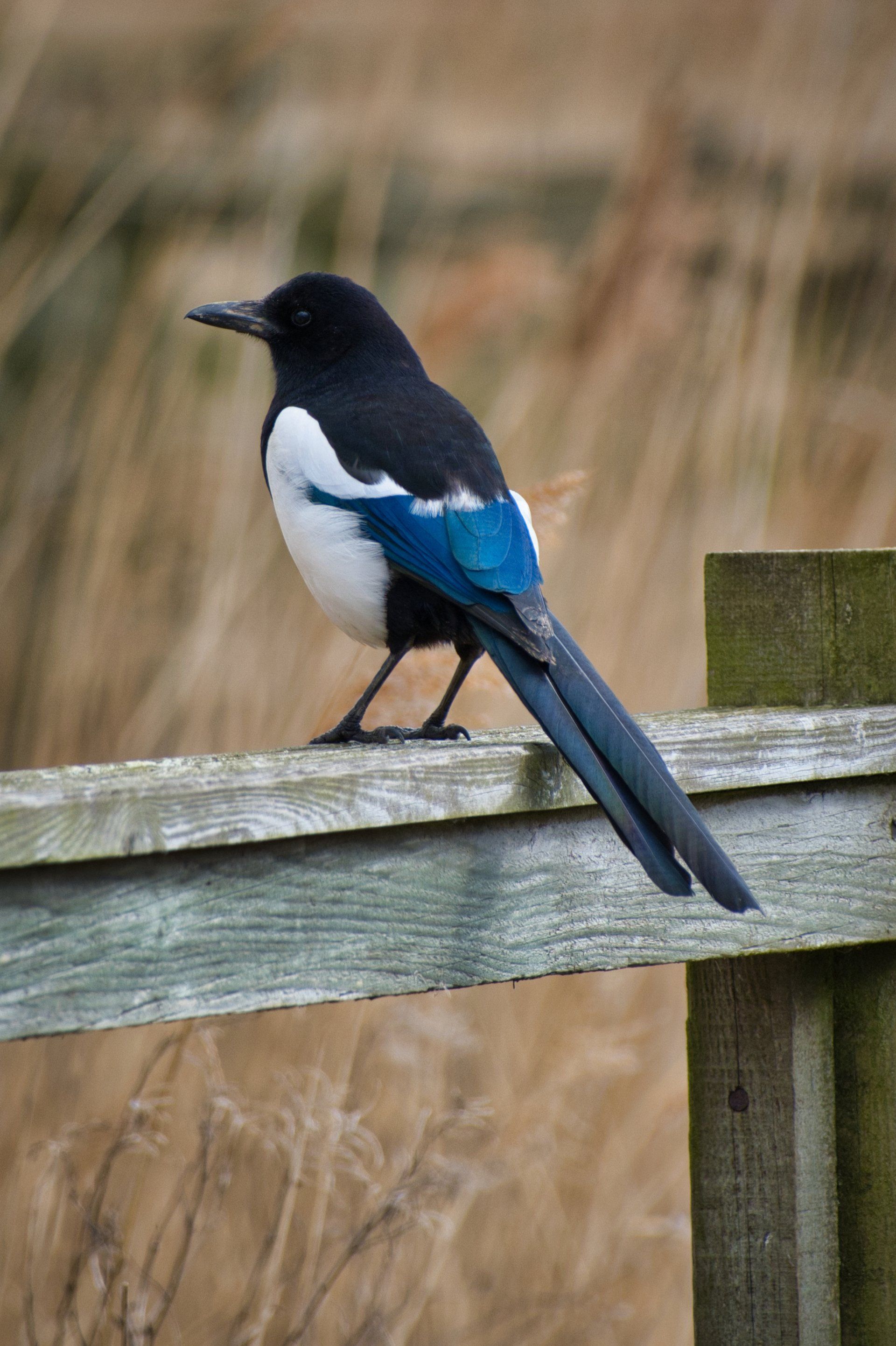 a magpie perched on a fence