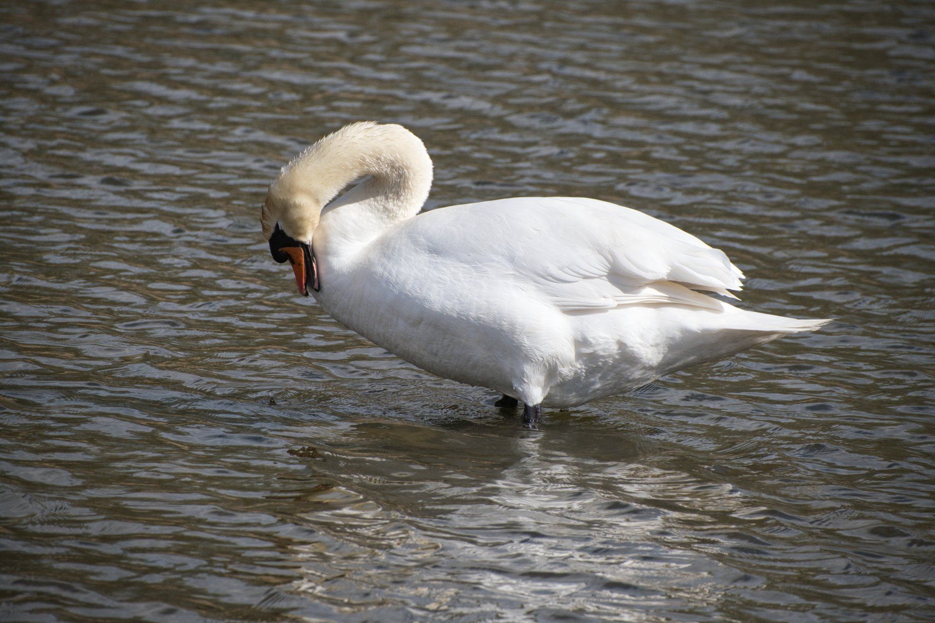 a white swan on a lake grooming