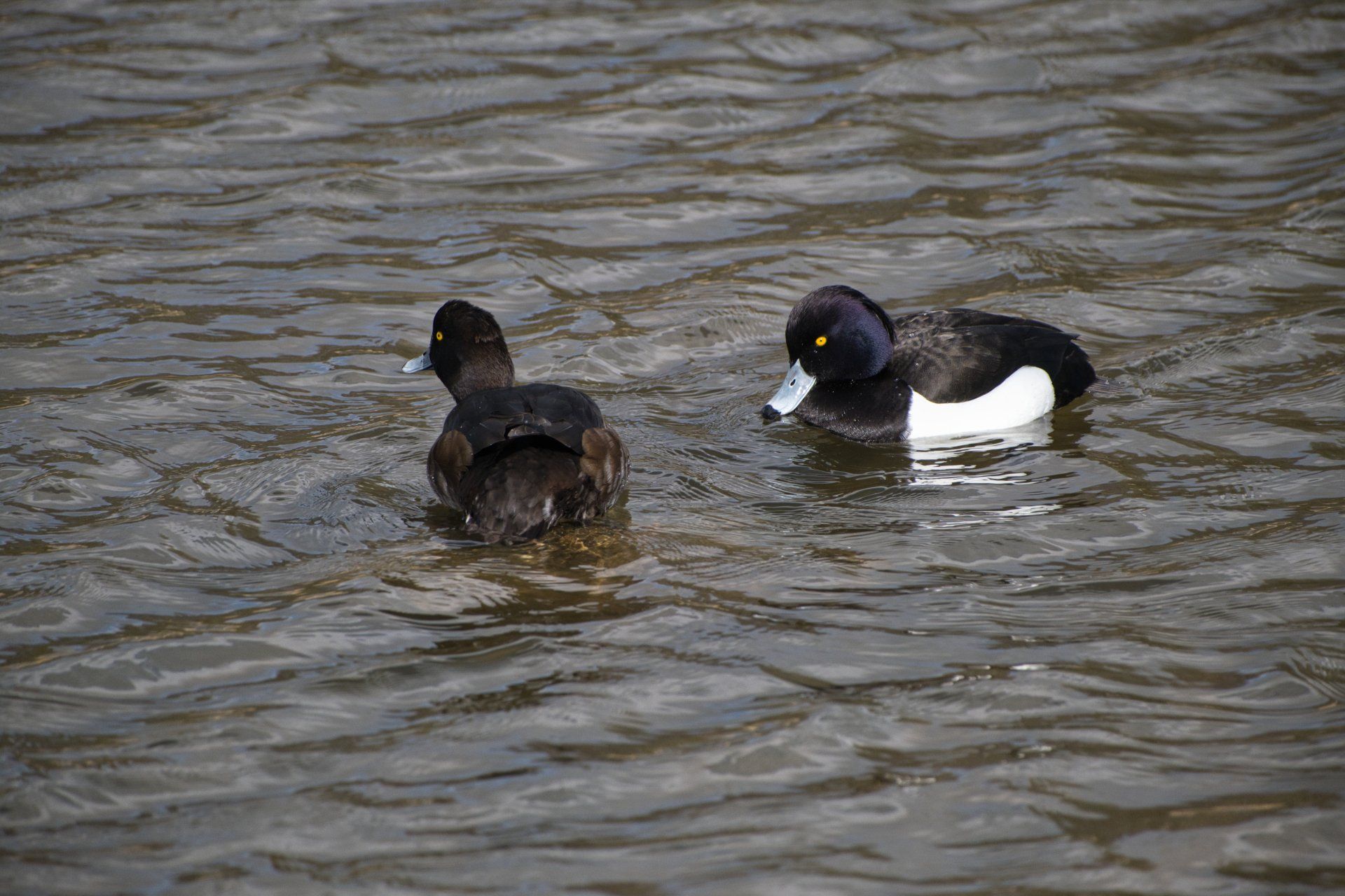 a pair of tufted pochards on a lake
