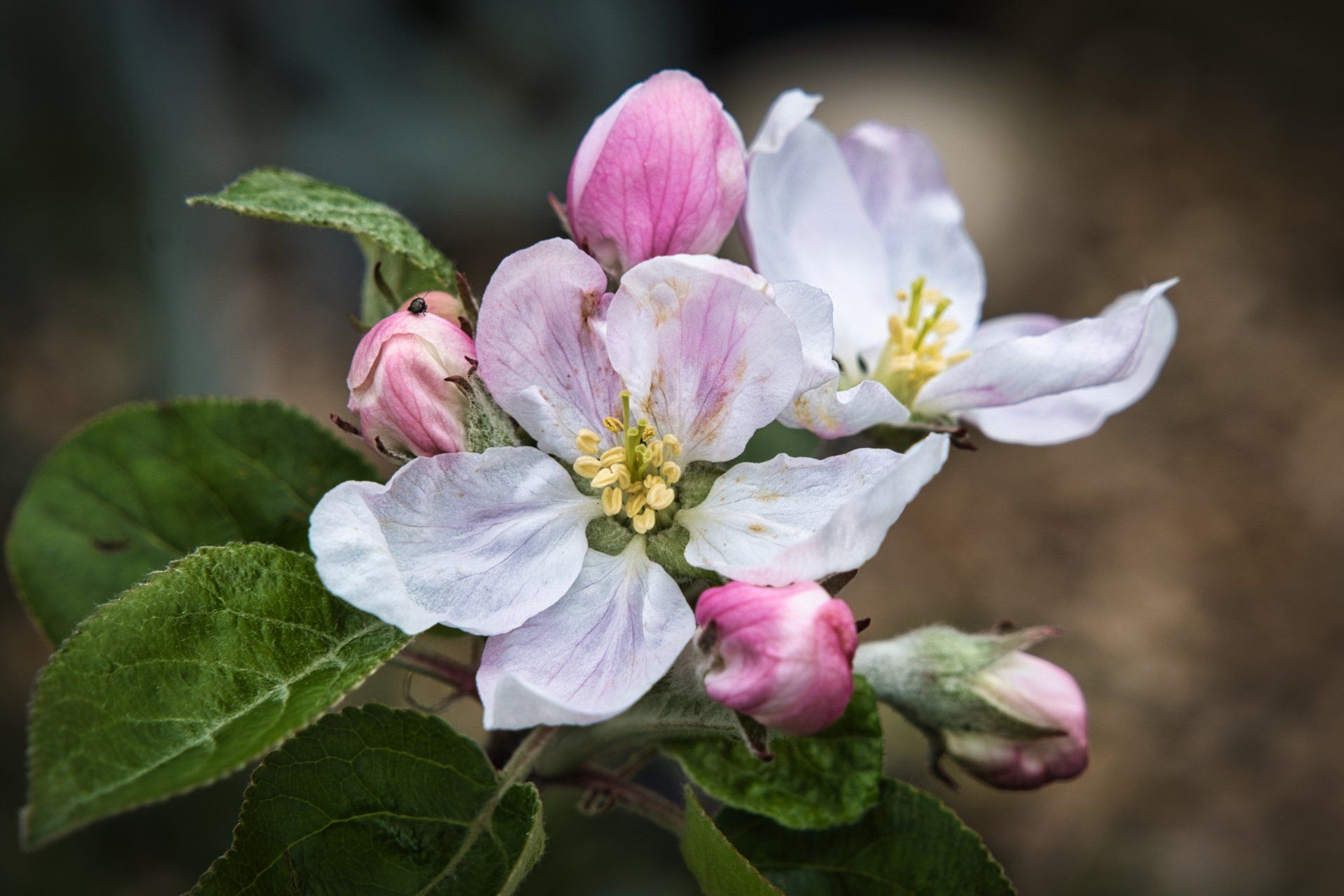 Blossom, Fuji X-T3 + 16-80mm f/8, 1/170, ISO 200 by Derek Smith spring apple blossom