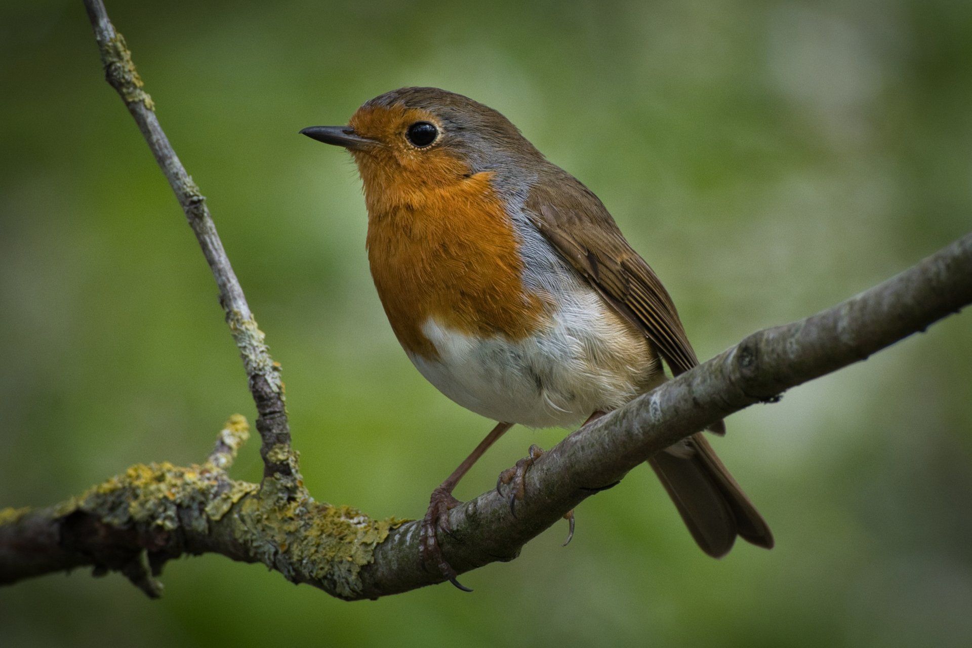 a robin on a branch