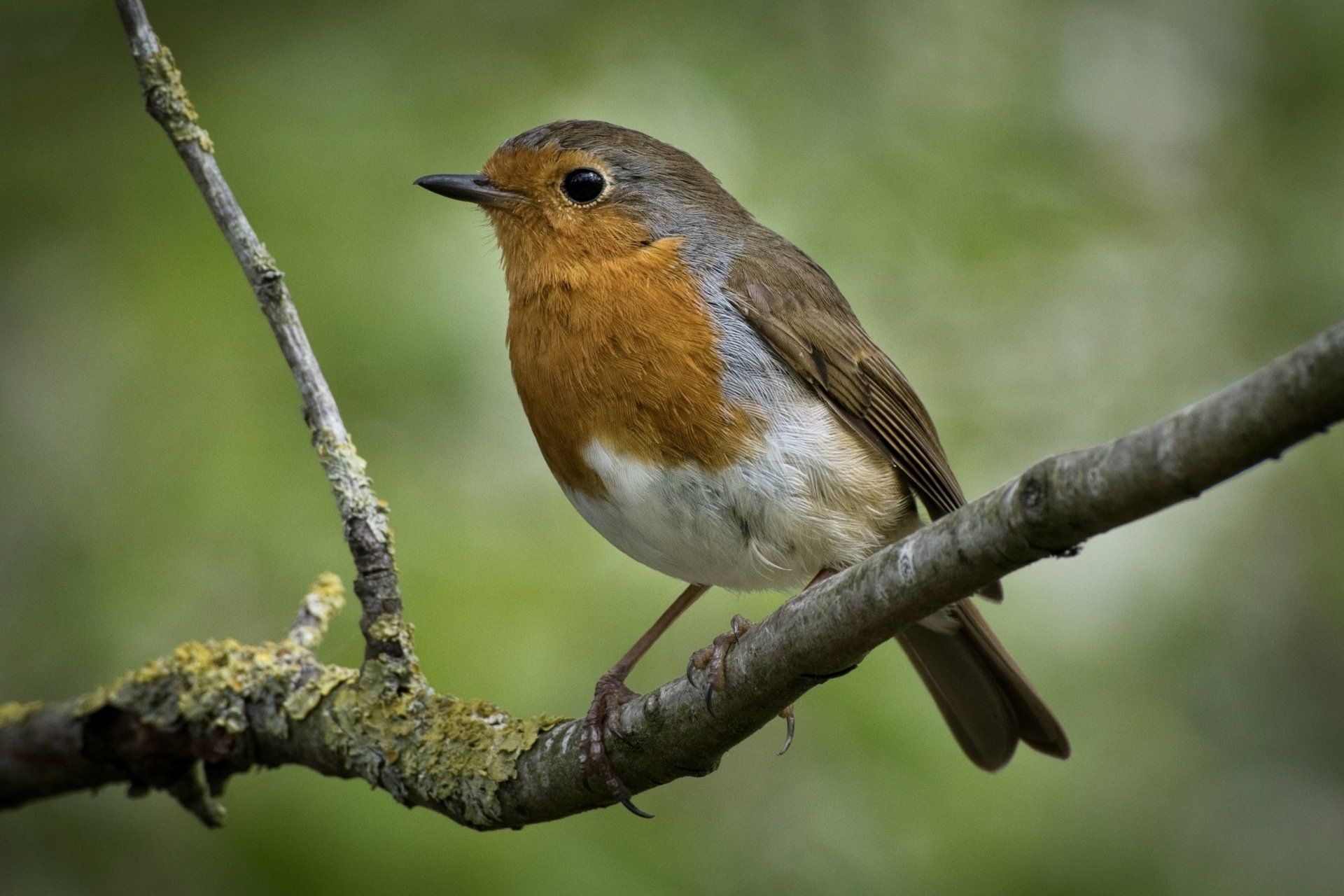 a robin perched on a branch
