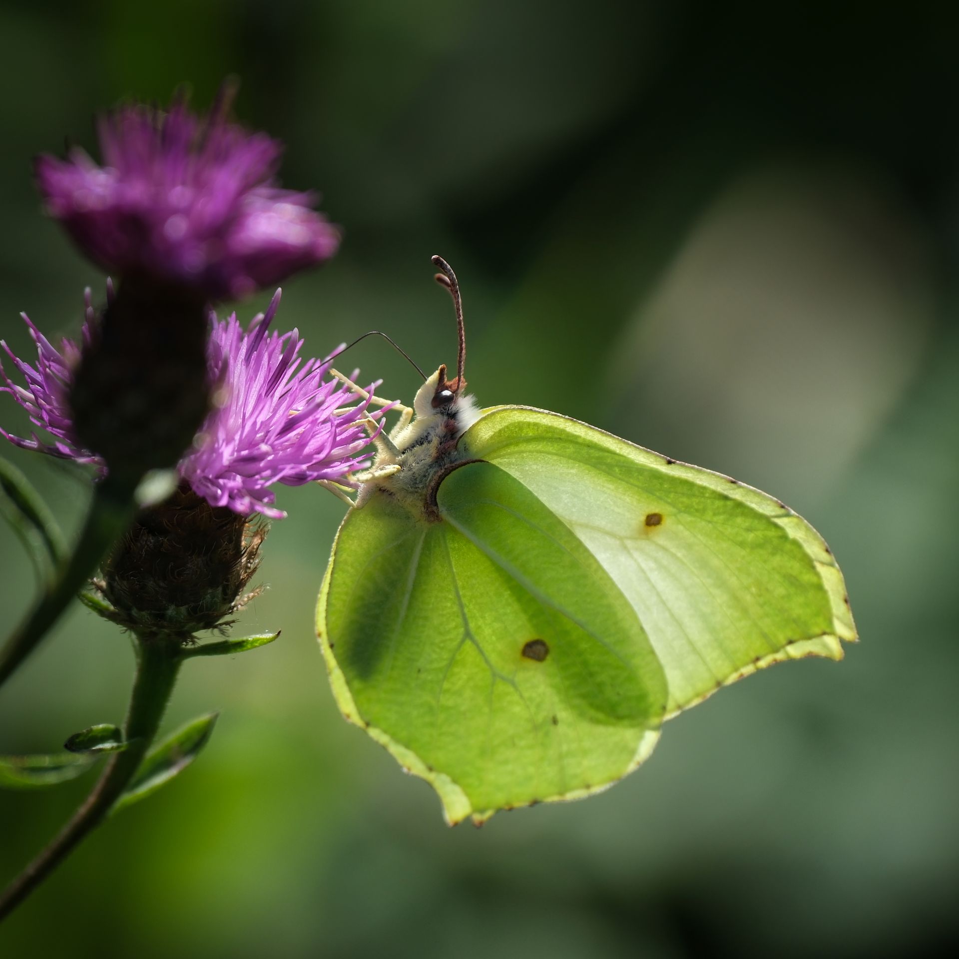 Large White on Thistle by Derek Smith a white butterfly on a thistle head