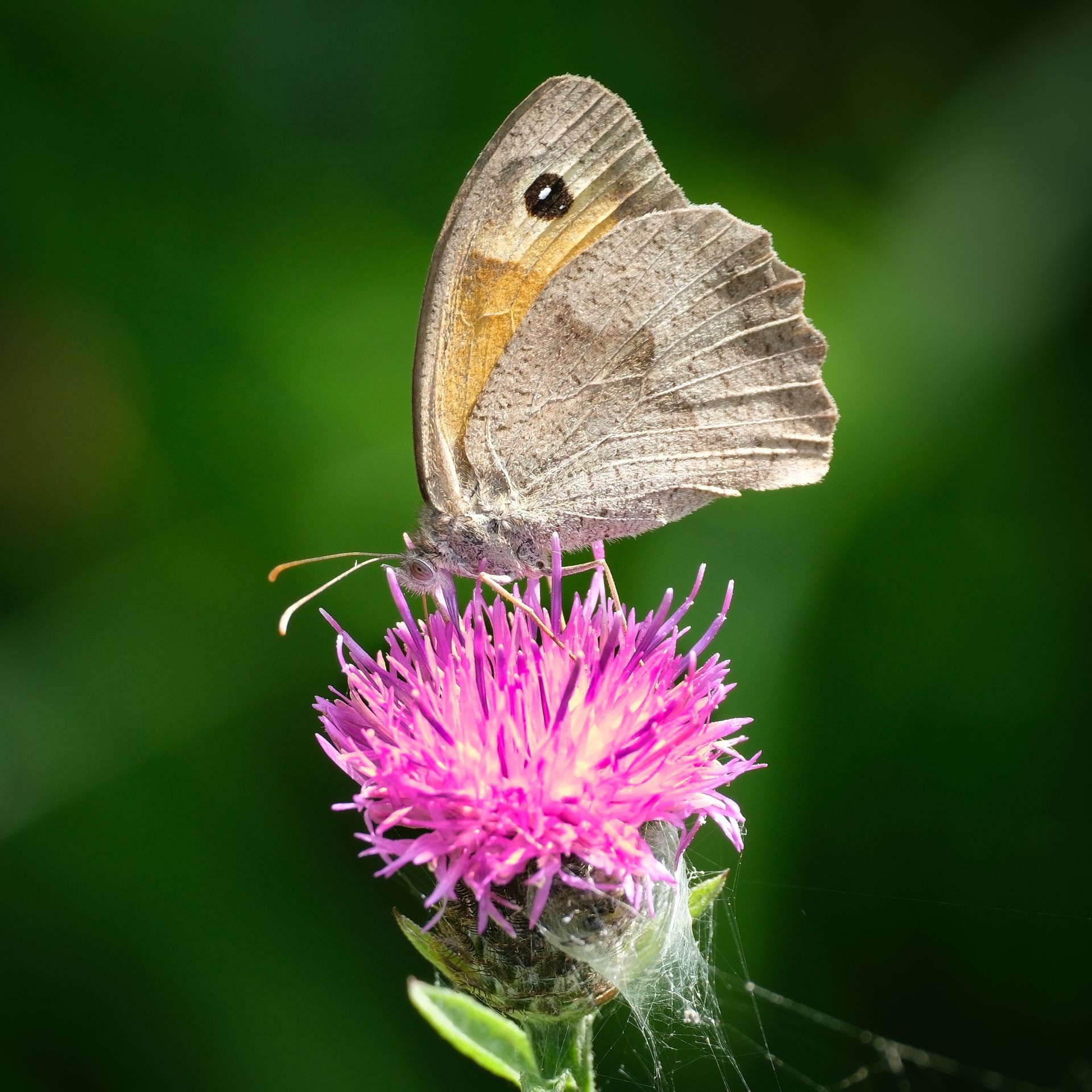 Butterfly on a thistle