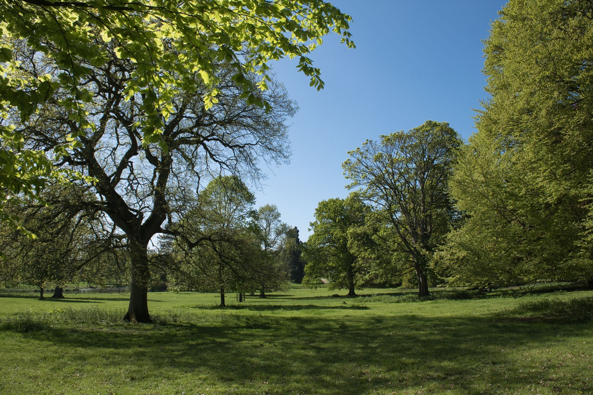 an avenue of trees