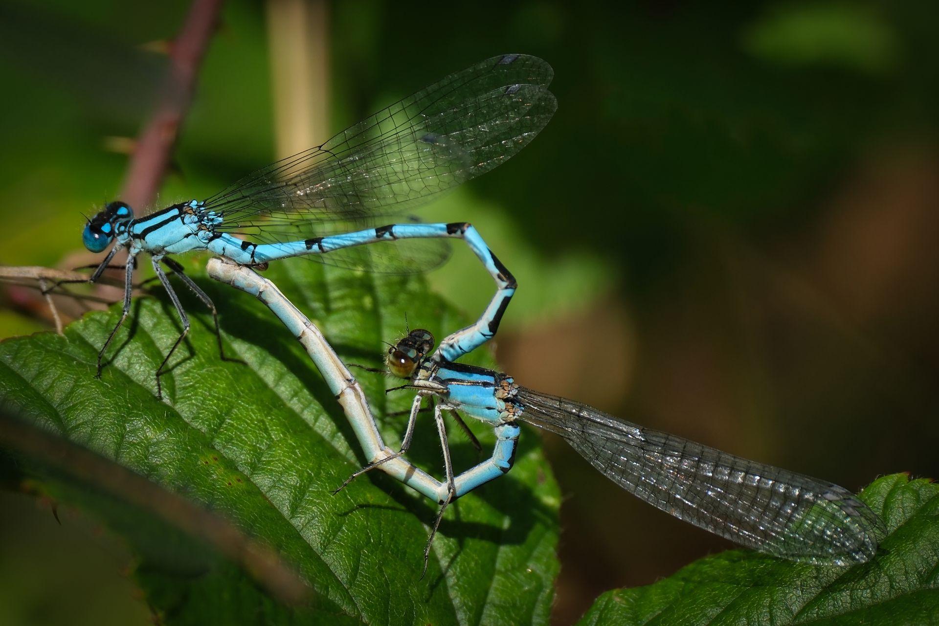 a pair of damselflies mating