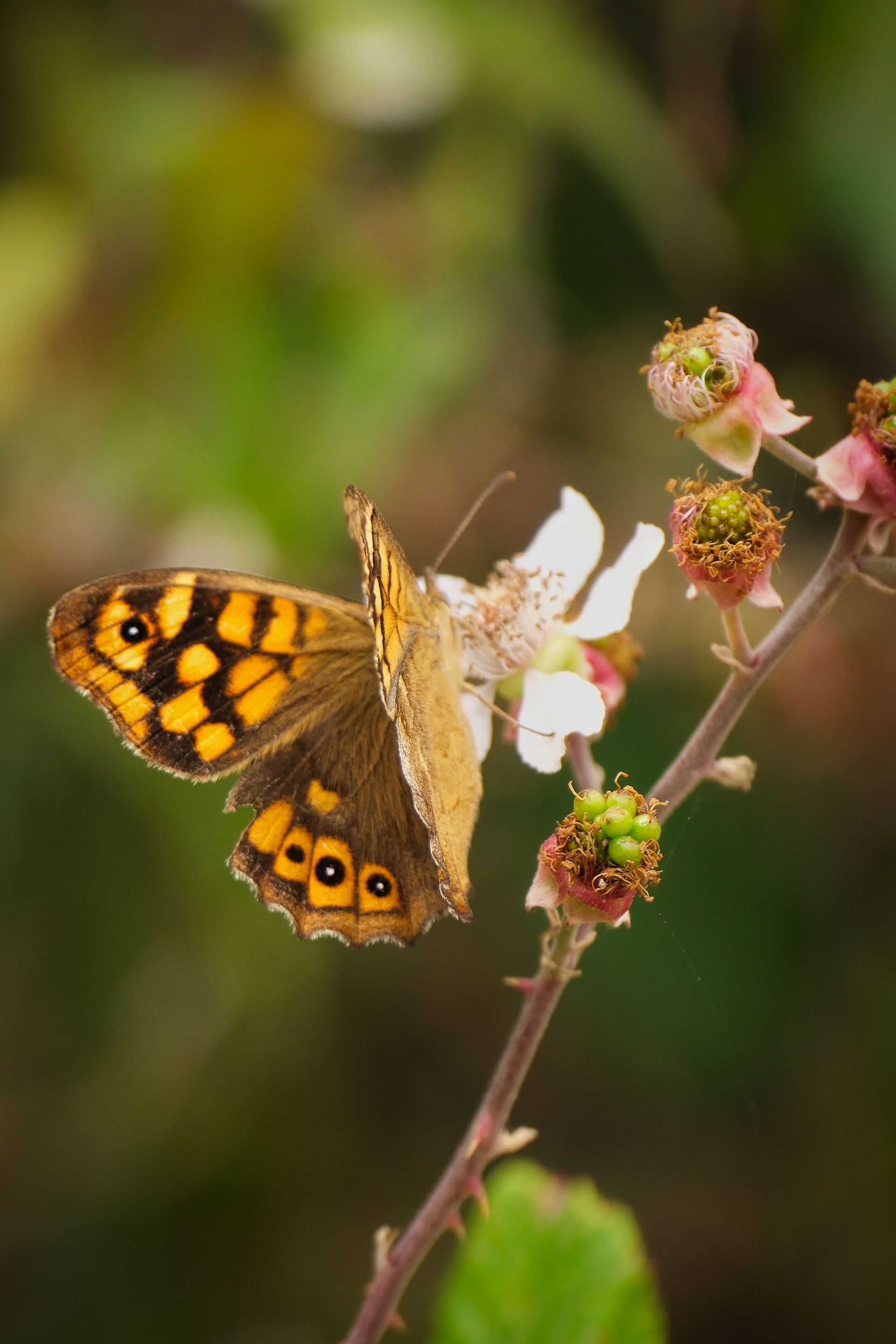 a butterfly on a bush