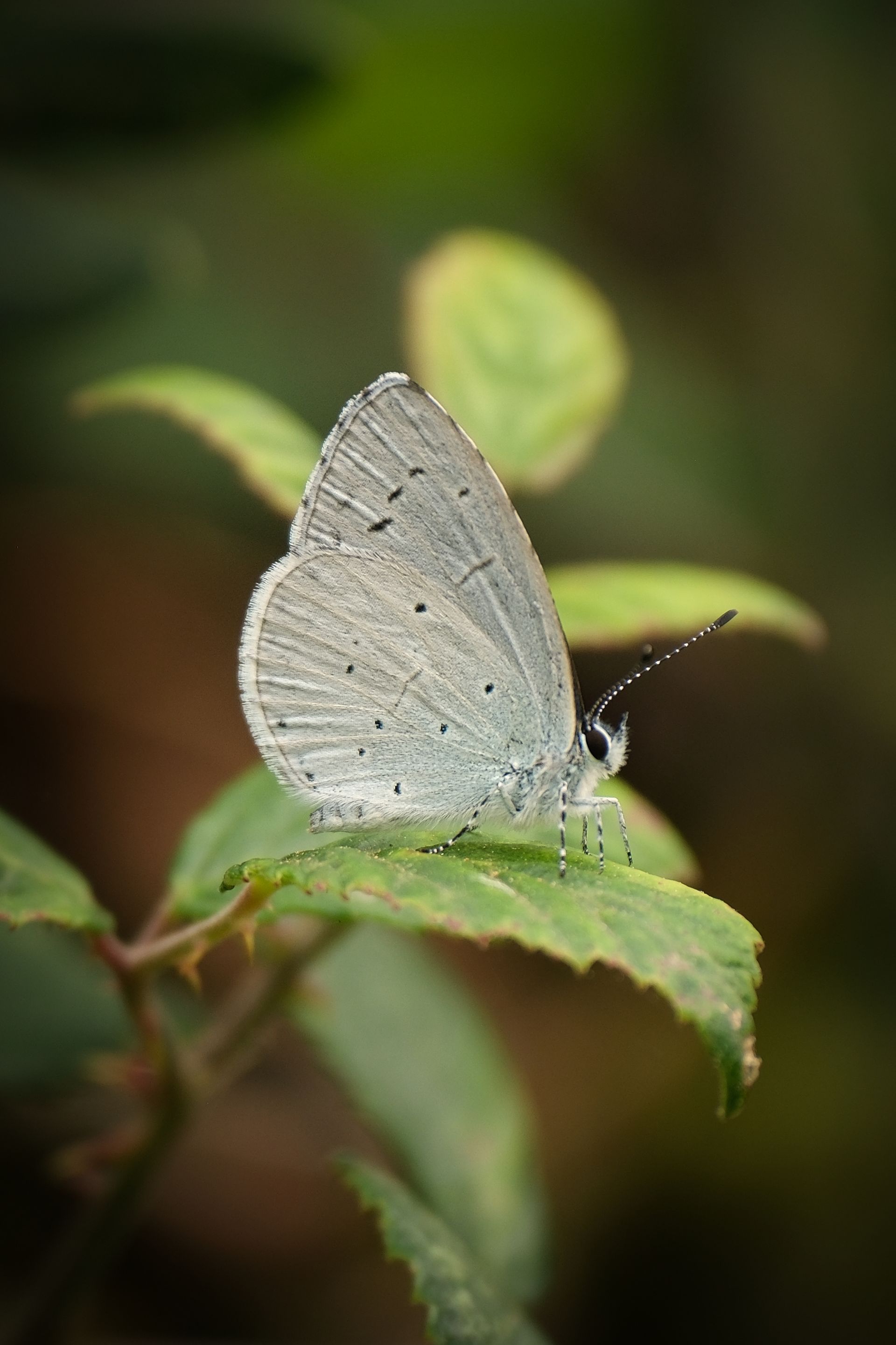 Holly Blue butterfly