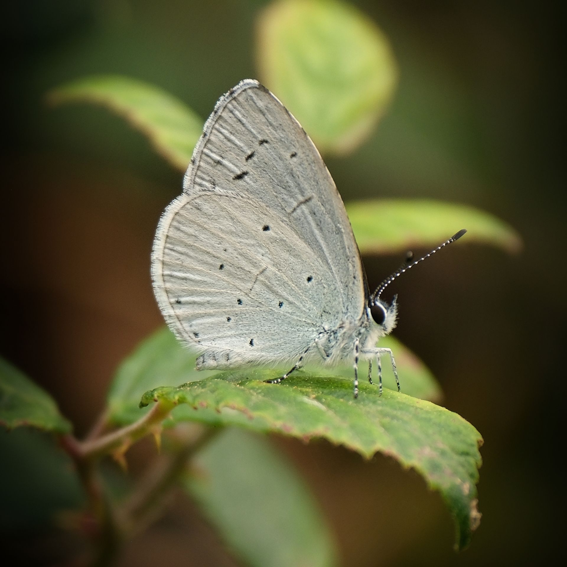 Holly Blue Butterfly on foliage