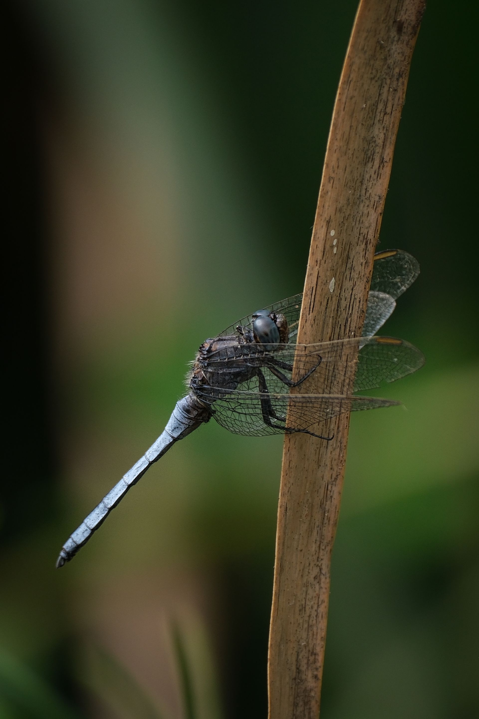 a dragonfly on a reed