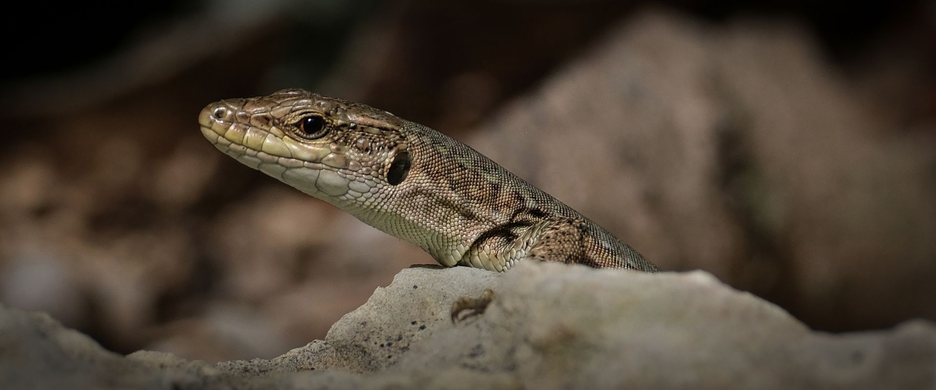 a lizard on rocks