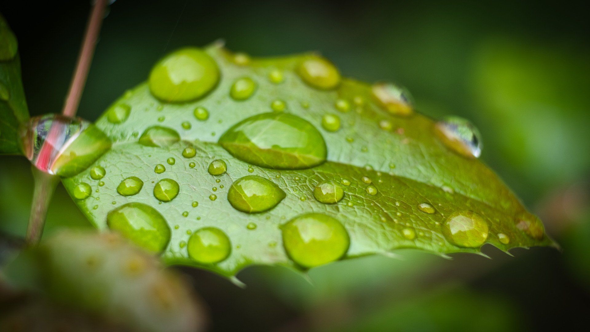 raindrops on a green leaf