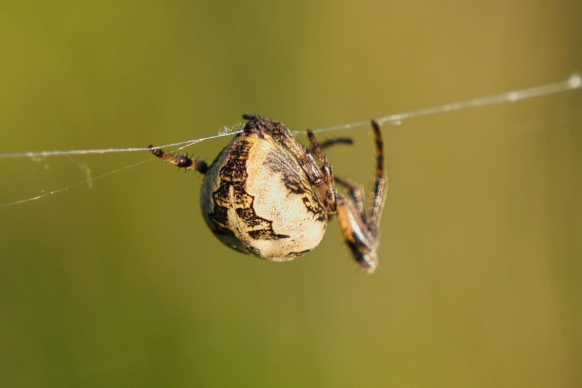 Orb Weaver spider spinning it's web