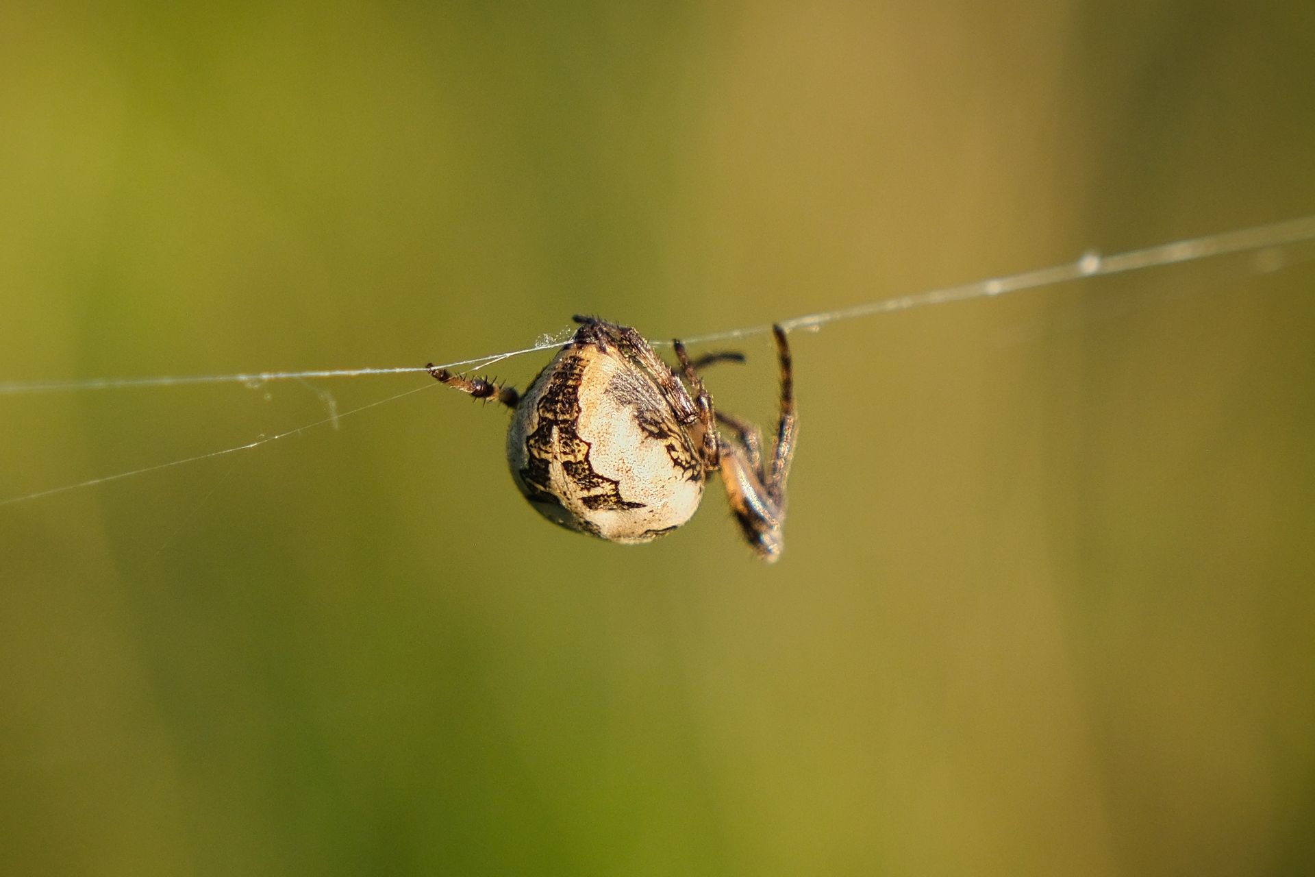 An Orb Weaver spider by Derek Smith An Orb Weaver spider