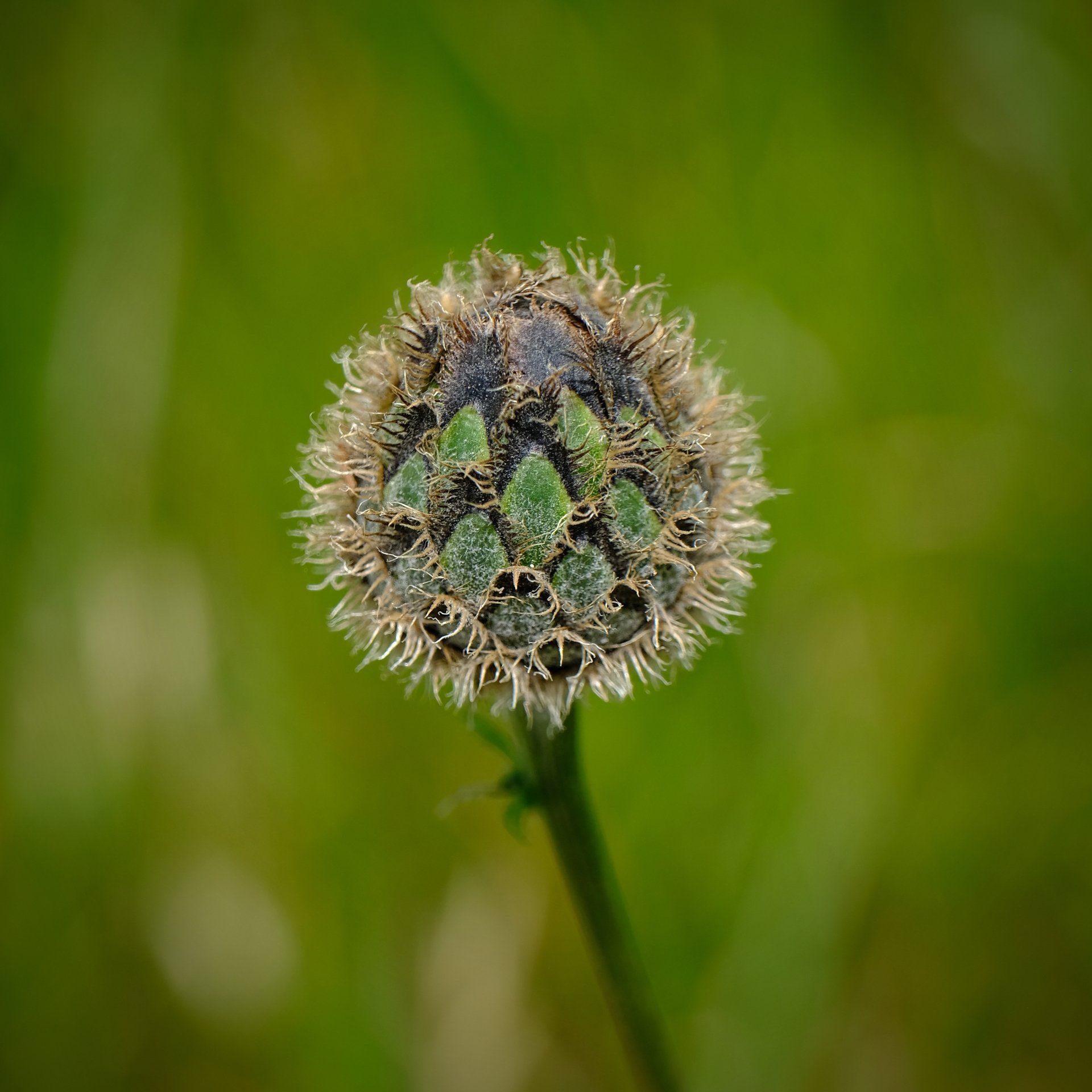 a plant seed head