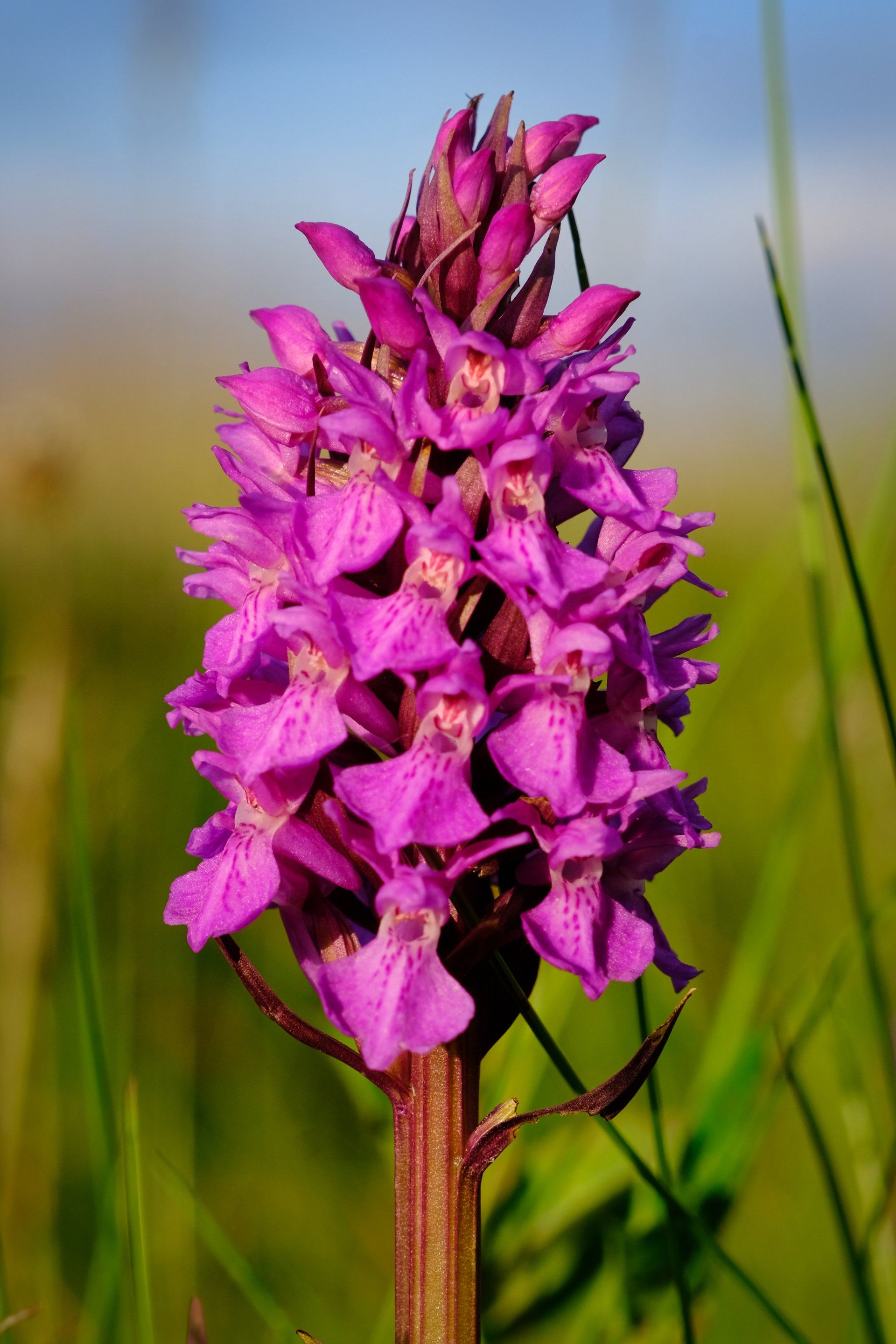 the orchid flower on the beach