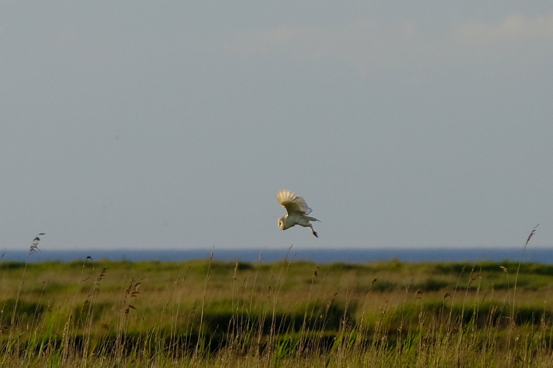 a barn owl flying over the marshes